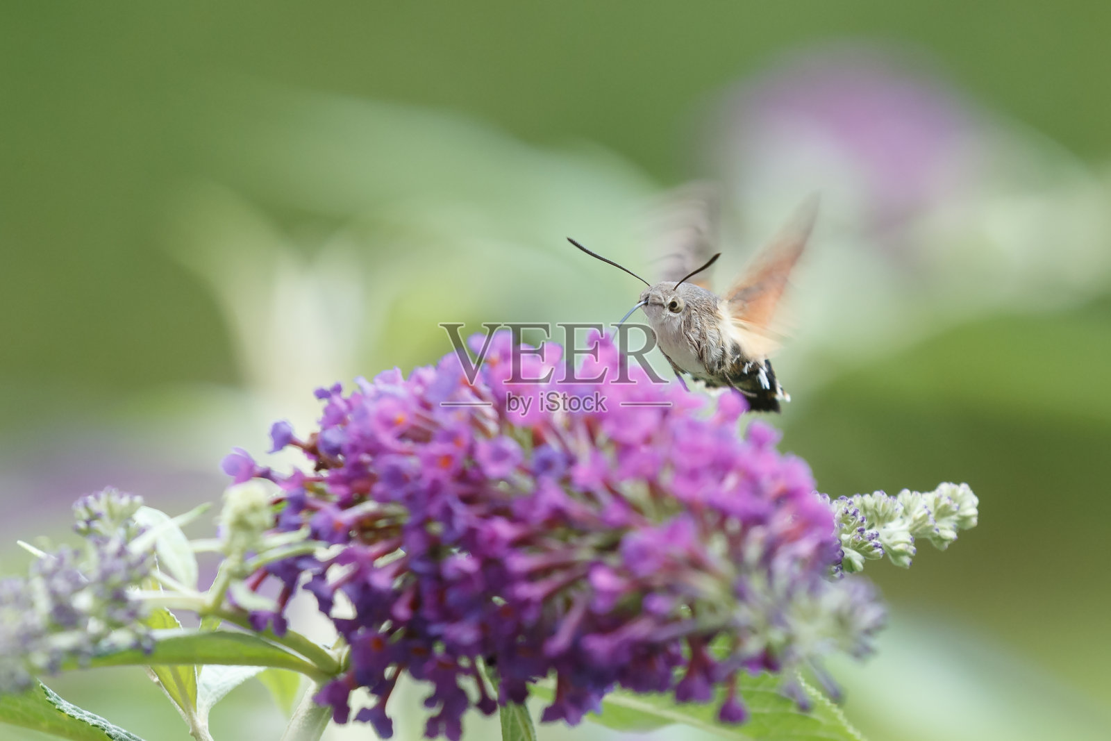 蜂鸟雕蛾照片摄影图片