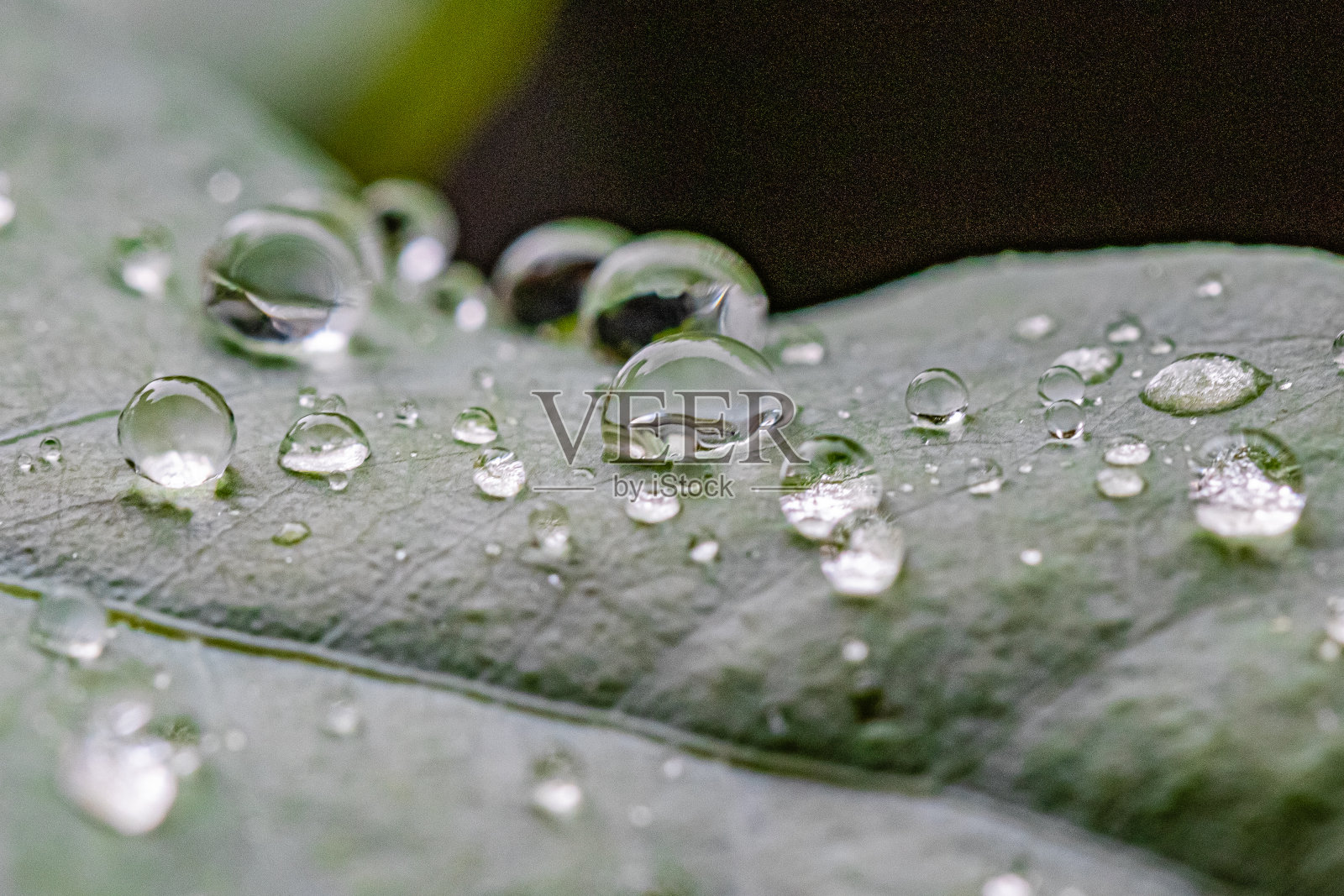雨滴落在桉树叶上照片摄影图片