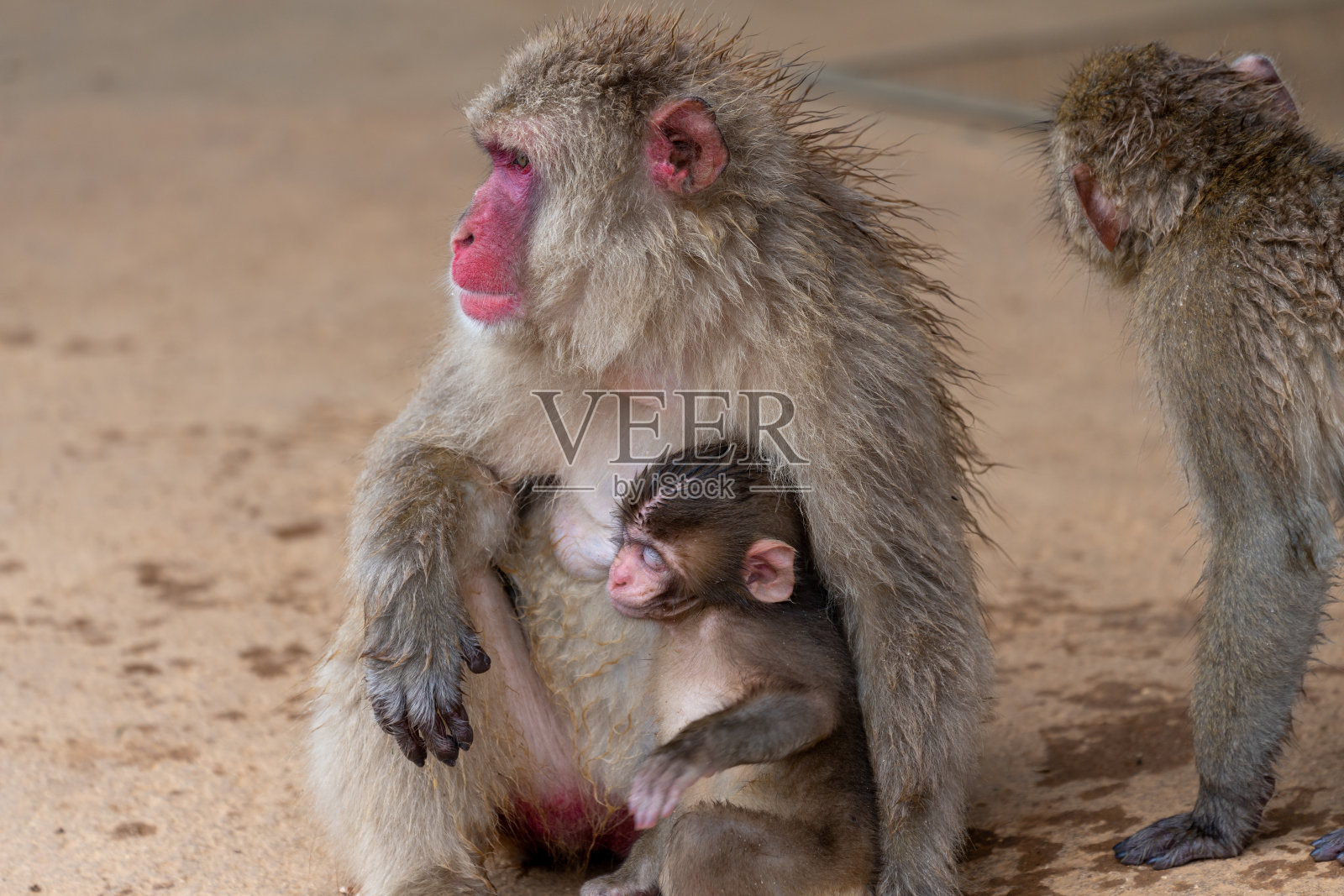 日本京都岚山的猕猴。照片摄影图片