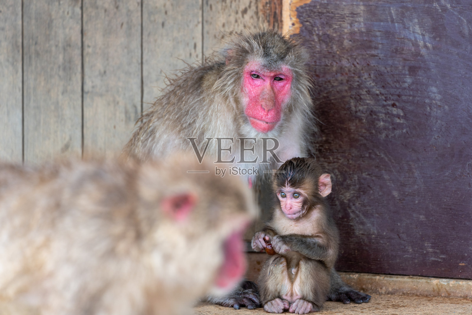 日本京都岚山的猕猴。照片摄影图片
