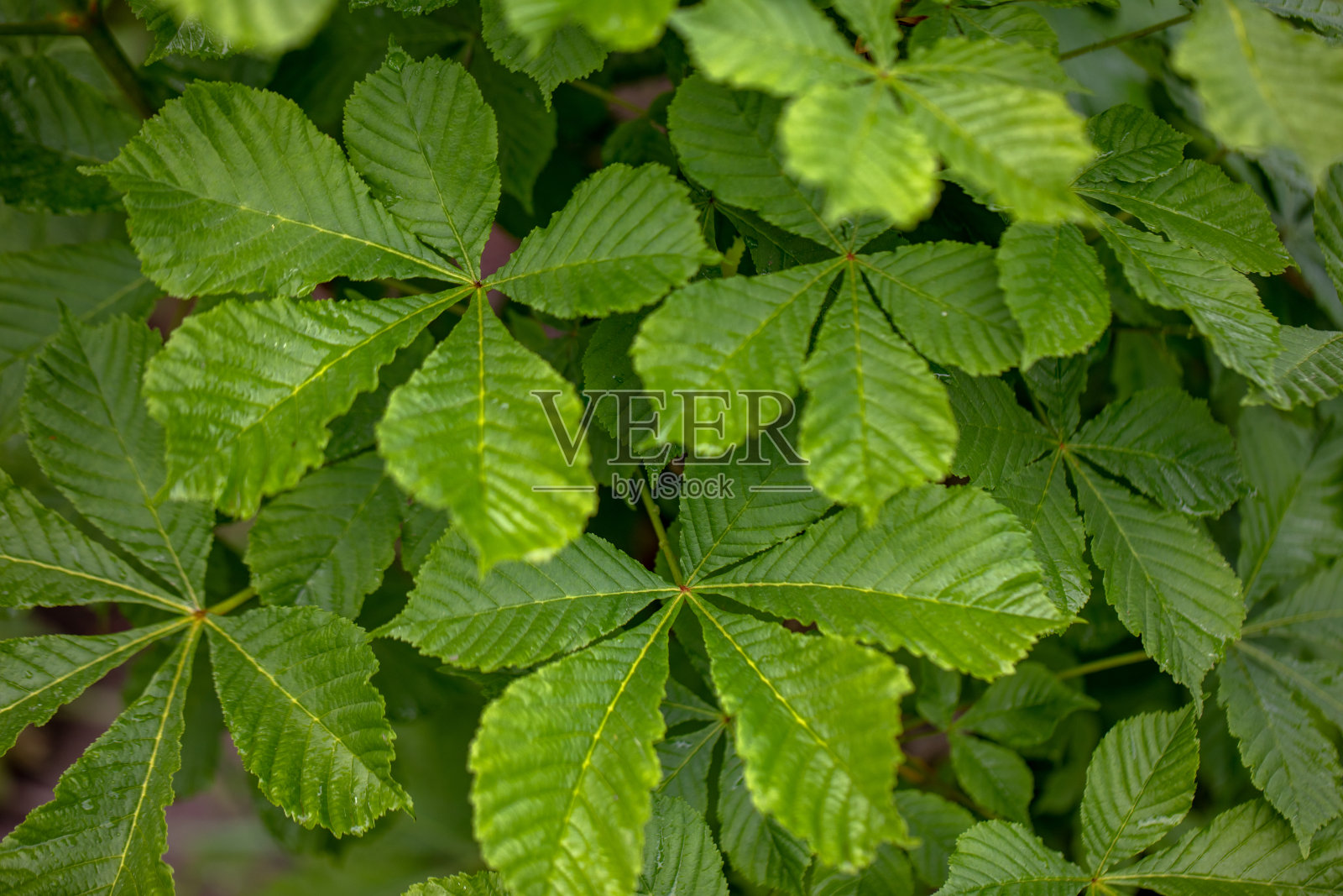 绿色的自然背景的树叶和露珠照片摄影图片
