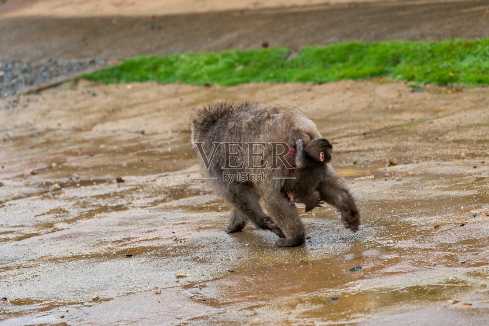 日本猕猴京都。照片摄影图片