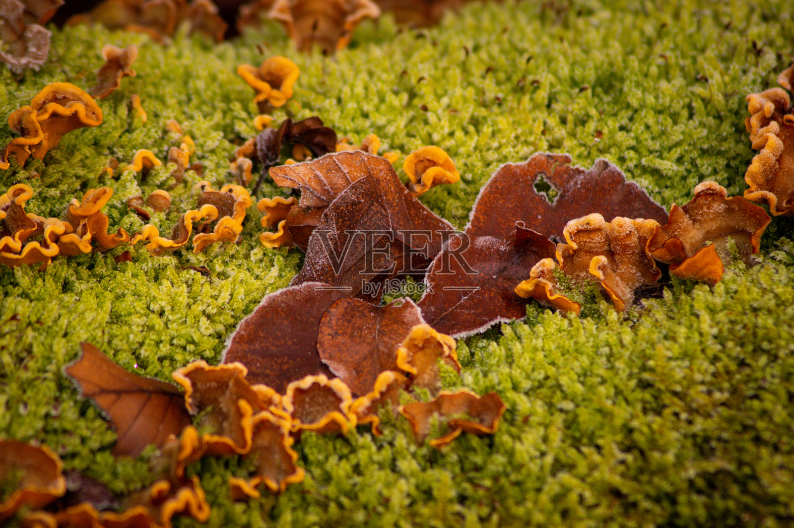 绿色苔藓上的蘑菇和秋叶照片摄影图片