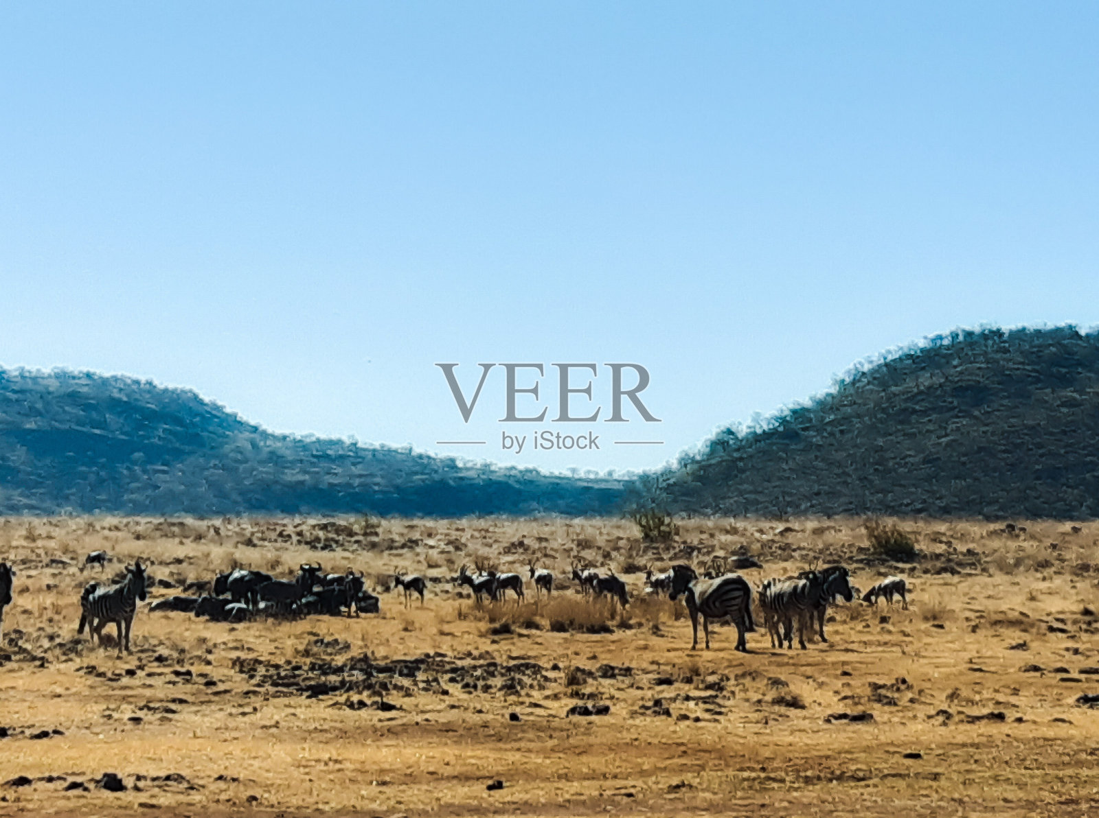 斑马和羚羊照片摄影图片