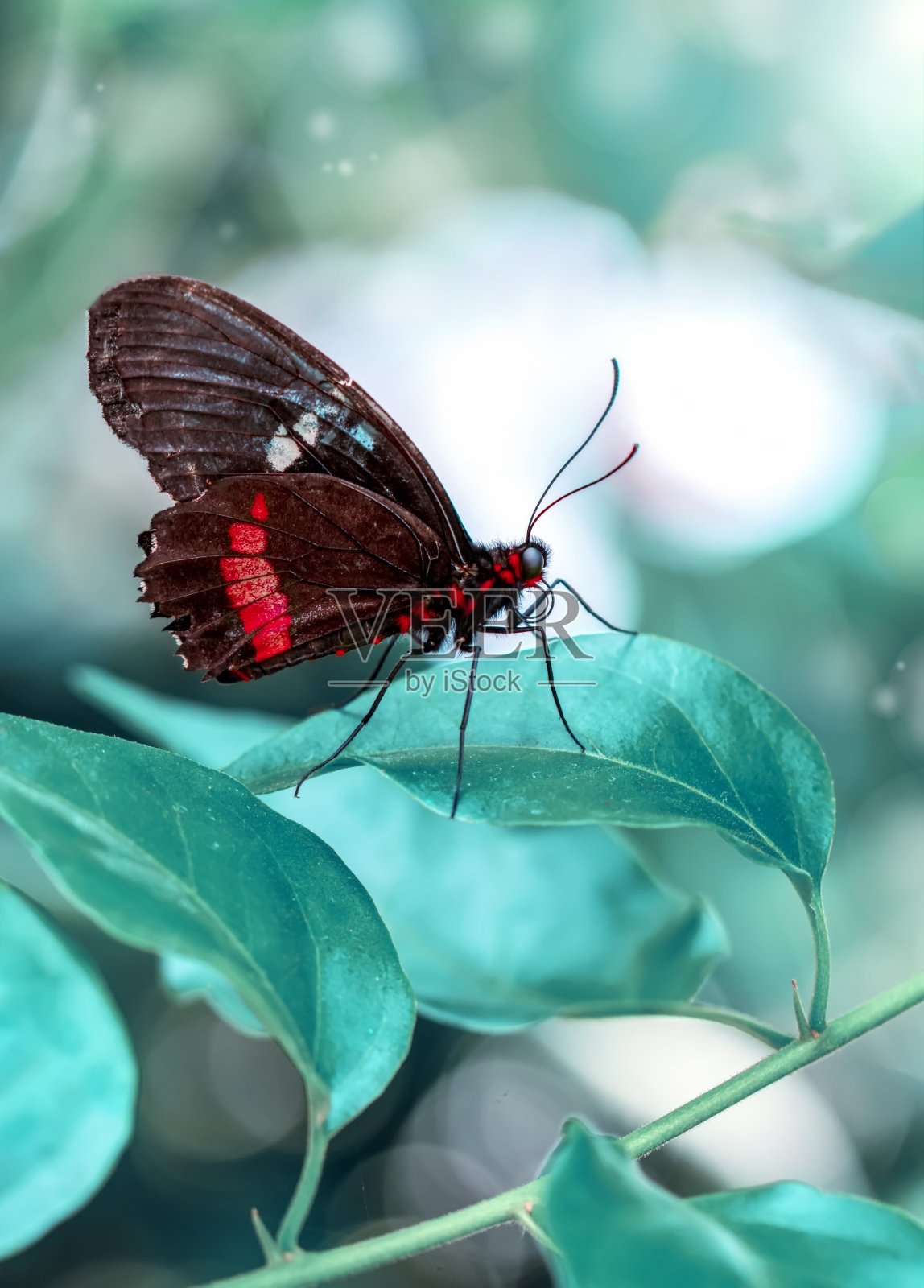 美丽的蝴蝶照片摄影图片