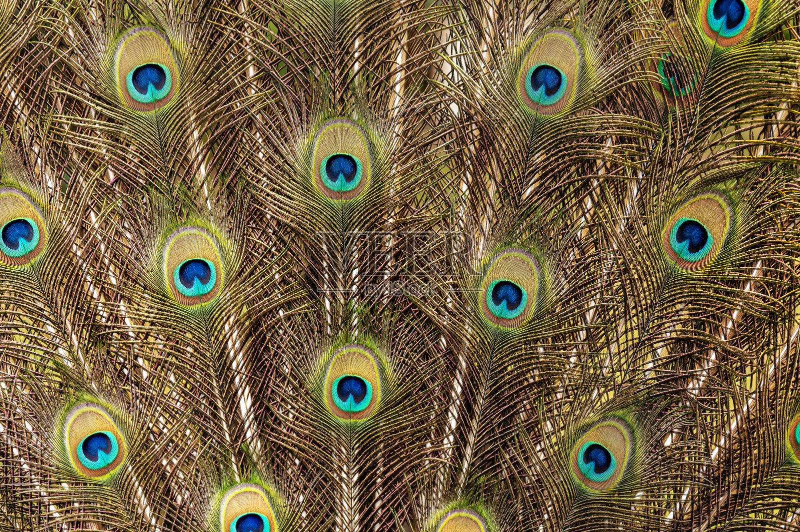 雄孔雀的羽毛照片摄影图片