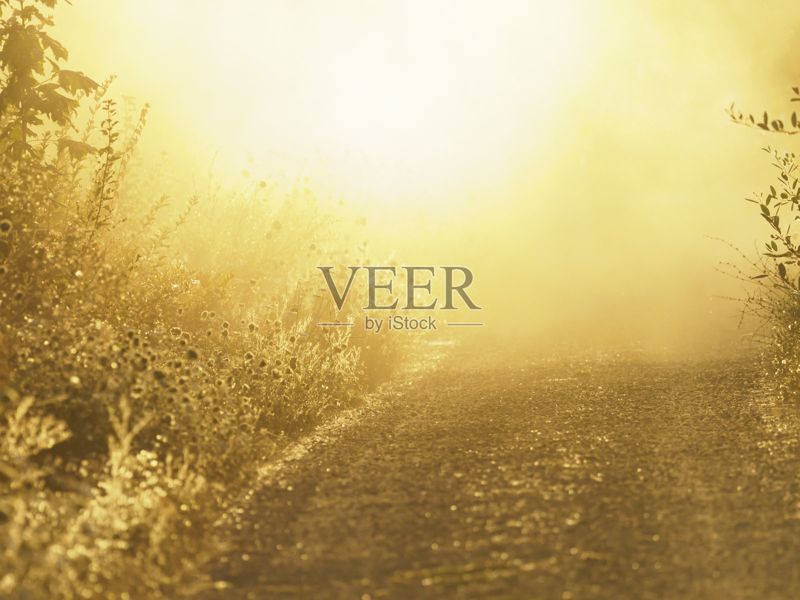 在俄勒冈州威拉米特山谷的日出黄光背景照片摄影图片