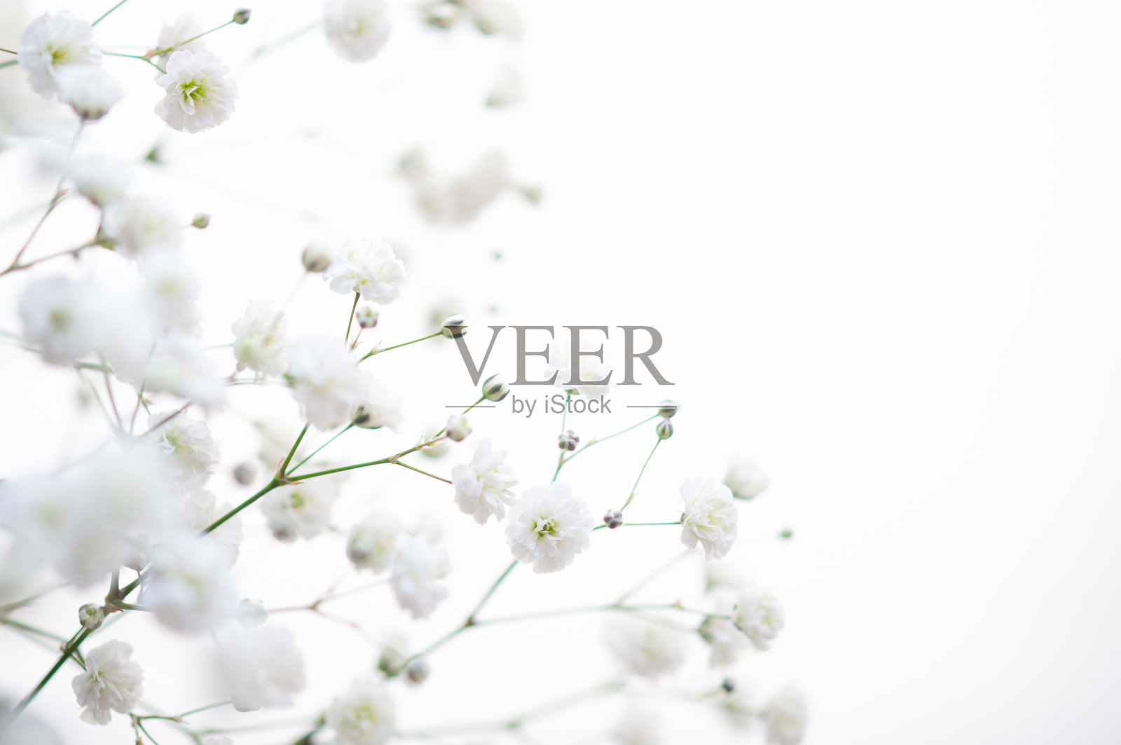 石膏花孤立在白色背景，复制空间在右边。照片摄影图片