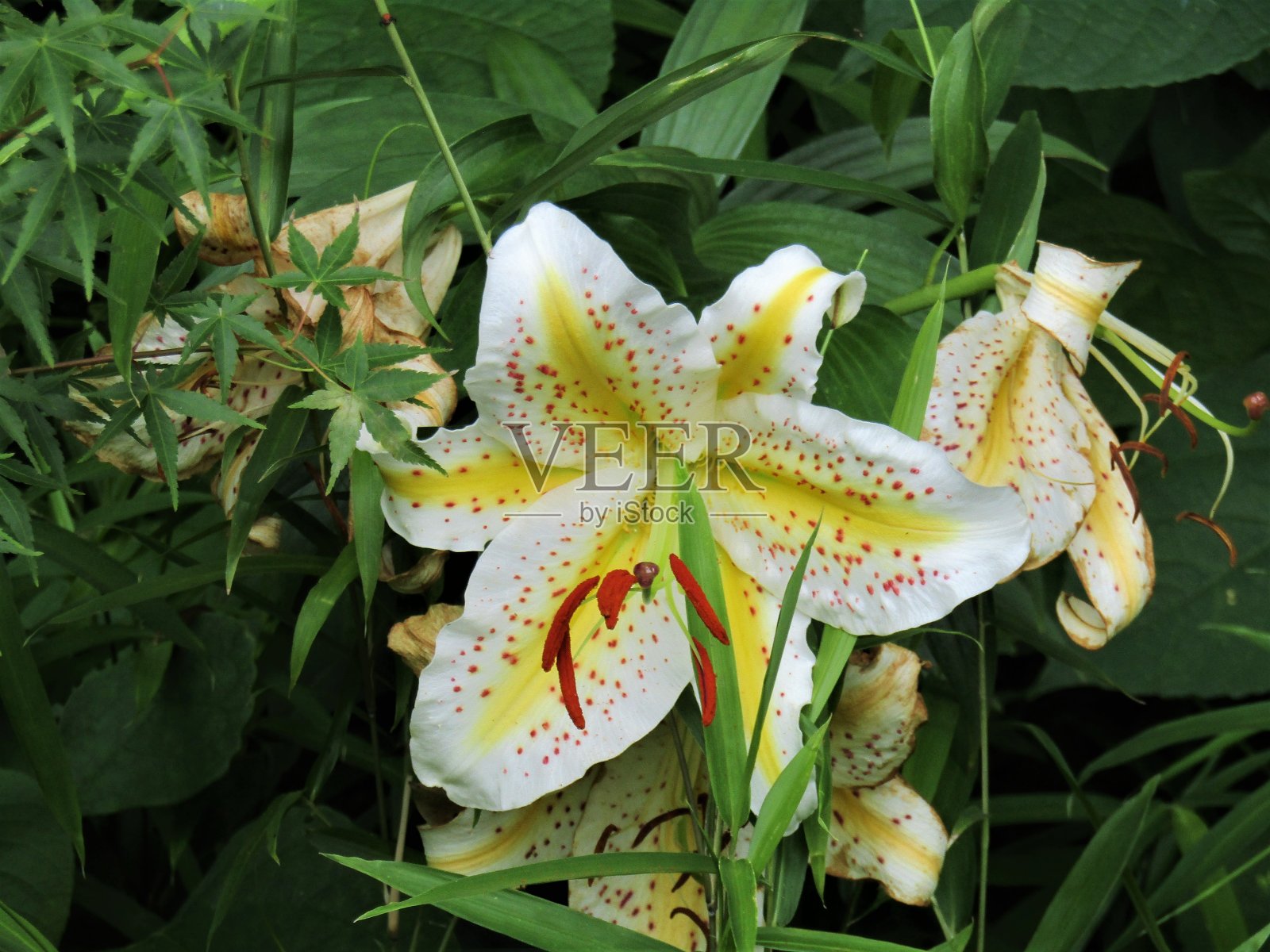 日本。7月。森林里有百合花。照片摄影图片