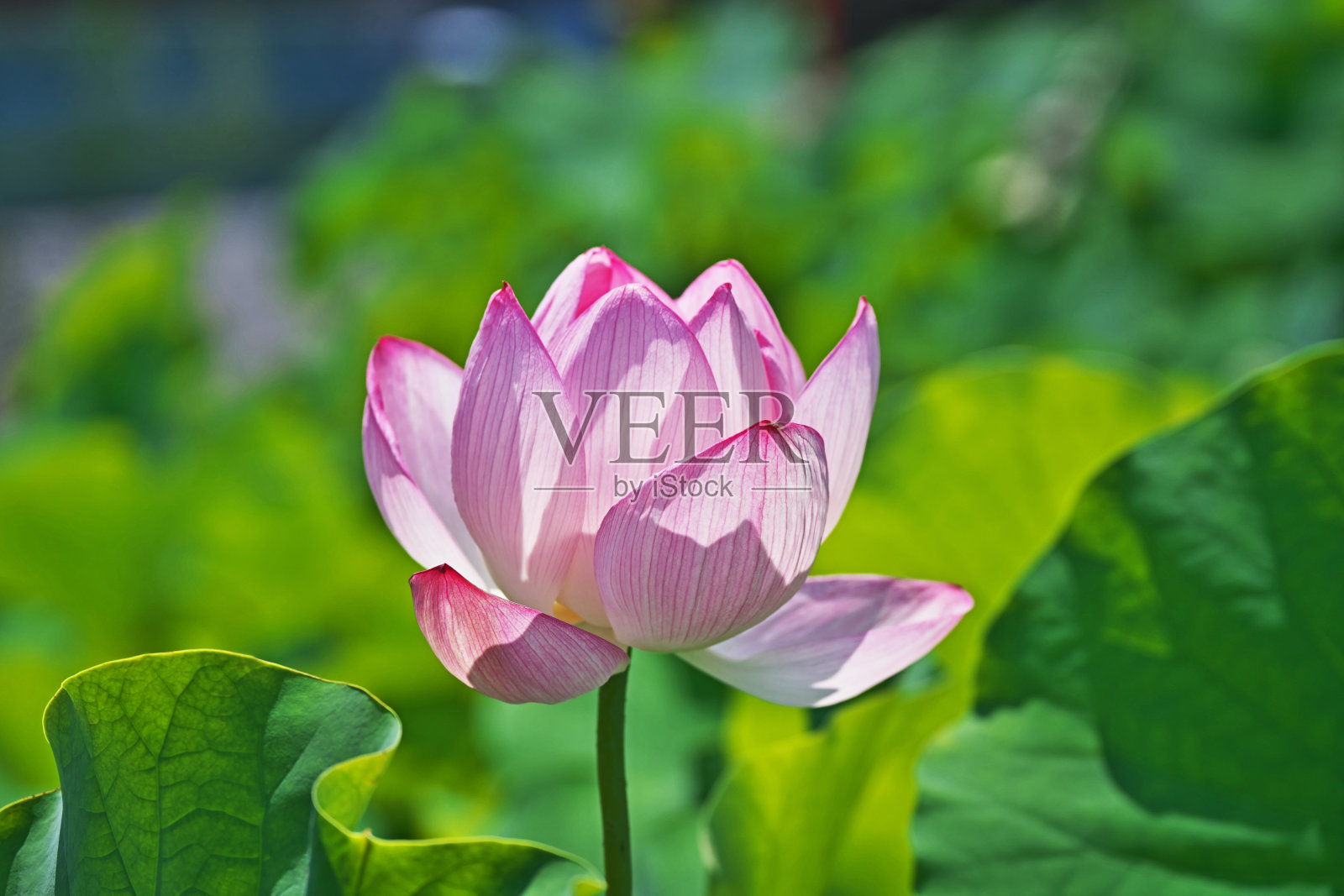 莲花照片摄影图片