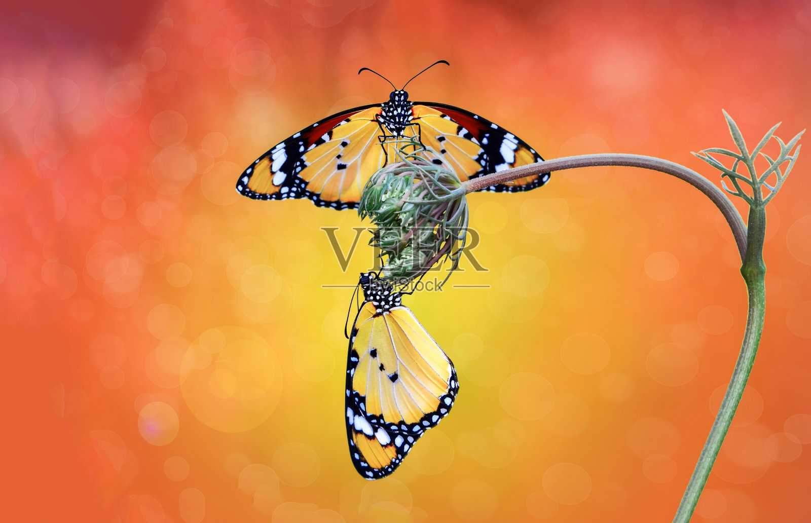 微距镜头，美丽的蝴蝶照片摄影图片