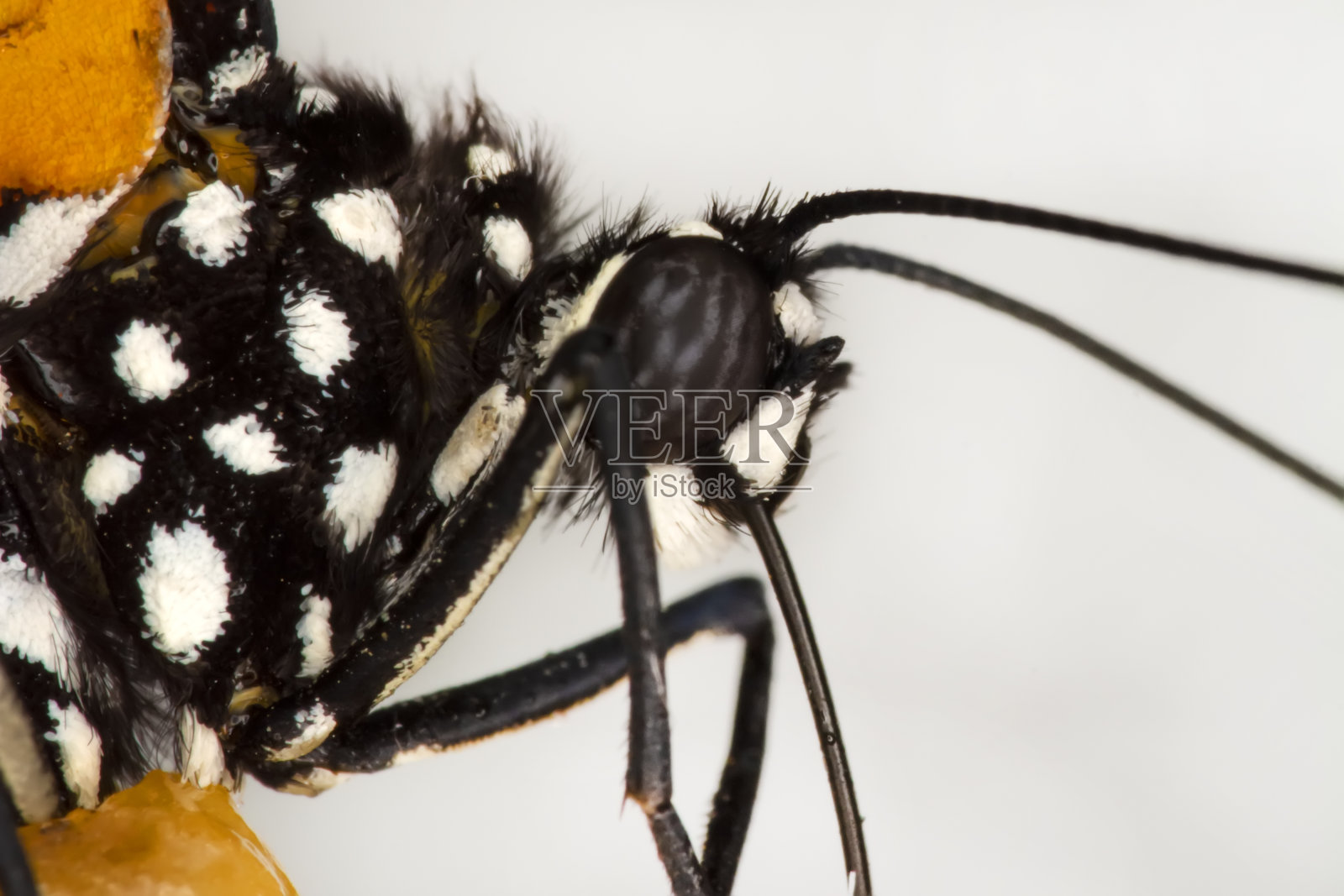 微距镜头，美丽的蝴蝶照片摄影图片