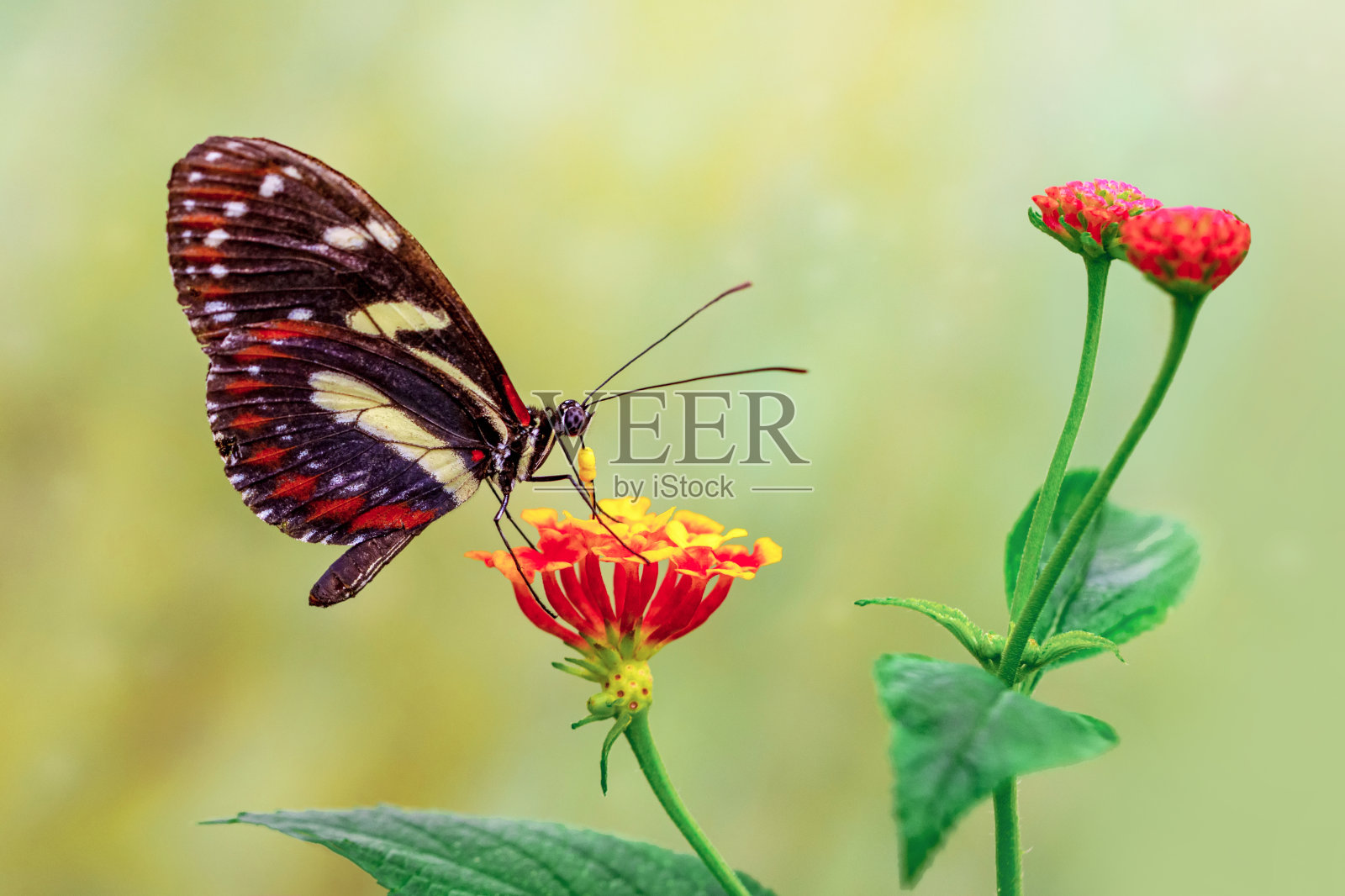 微距镜头，美丽的蝴蝶照片摄影图片