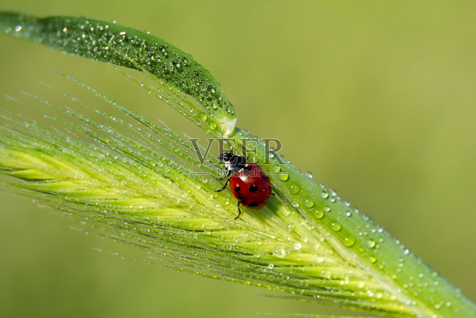 美丽的瓢虫叶子散焦背景照片摄影图片