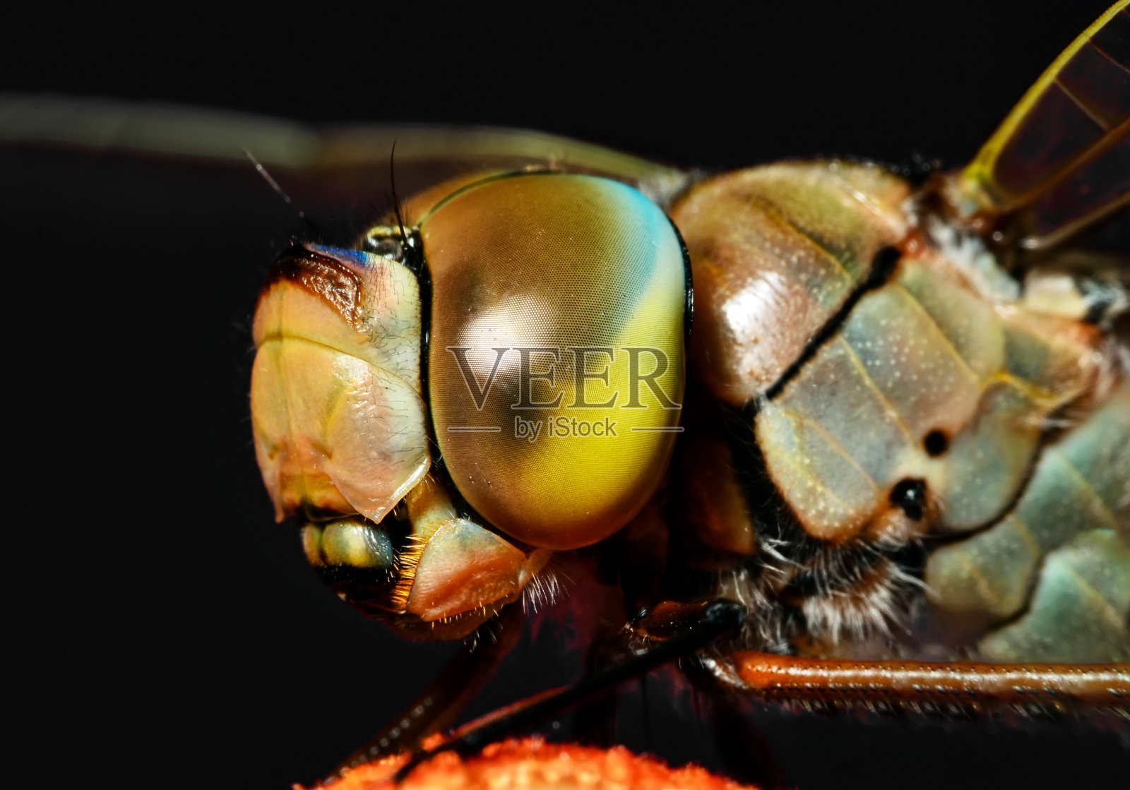 美丽的自然风景蜻蜓。照片摄影图片