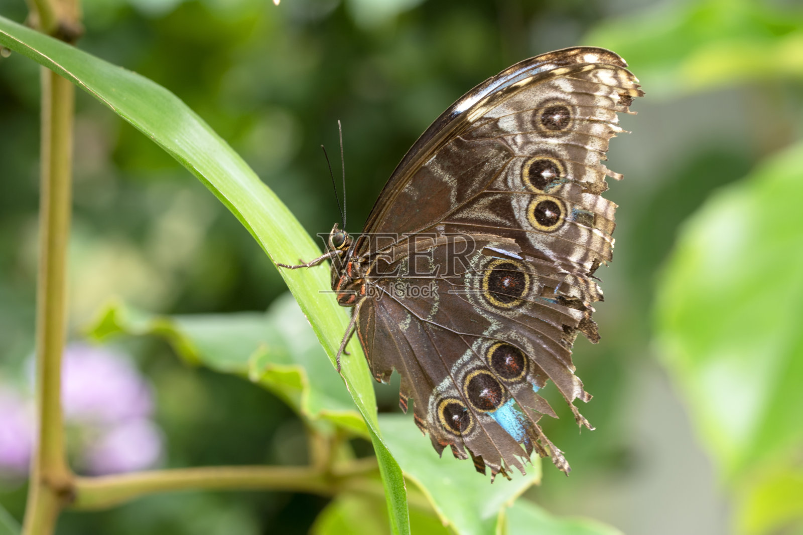 微距镜头，美丽的蝴蝶照片摄影图片