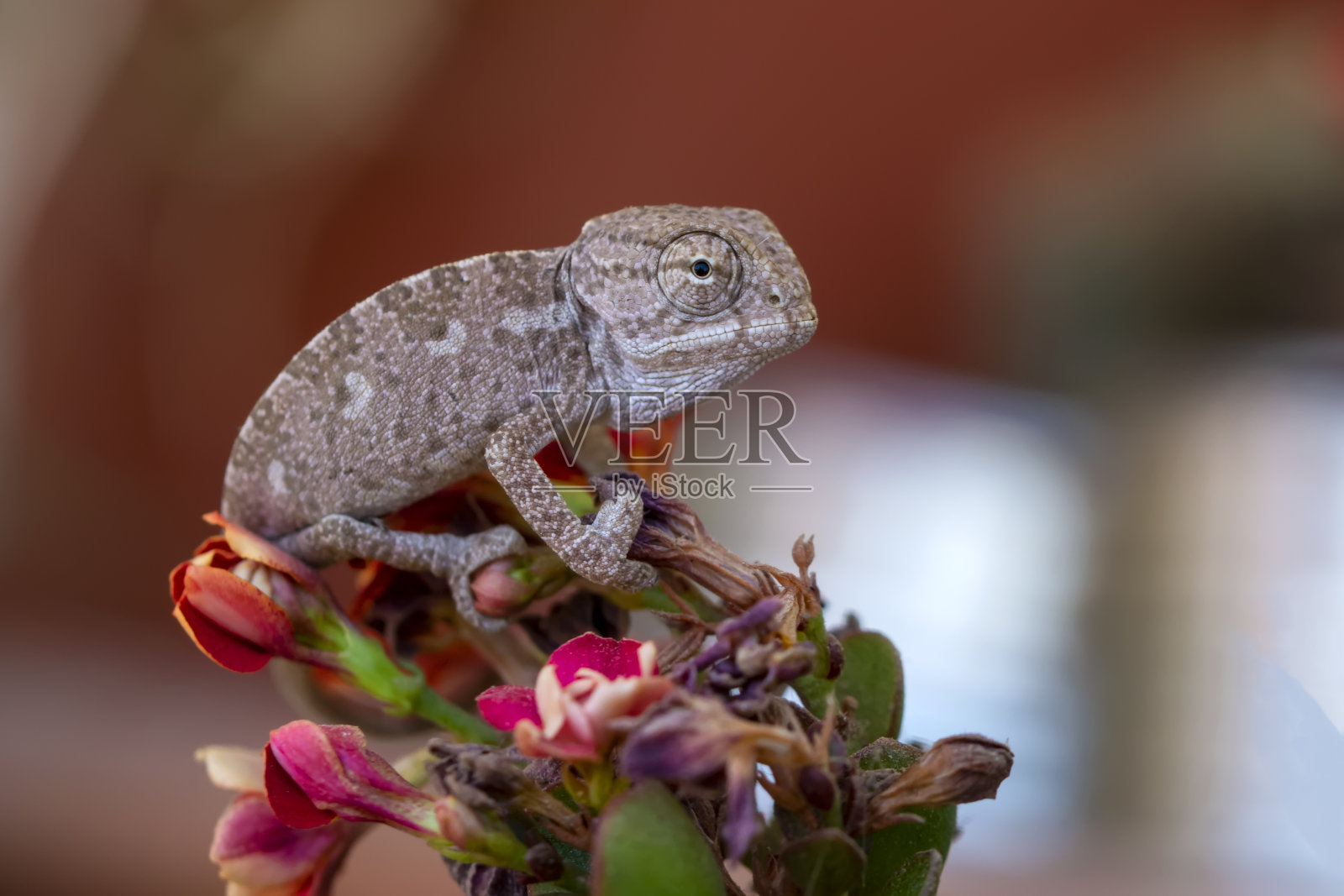 美丽的自然景色，嫩绿的变色龙照片摄影图片