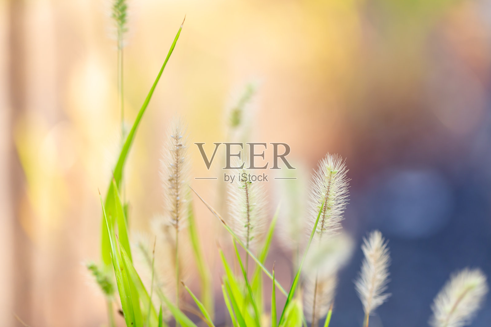 狗尾草照片摄影图片