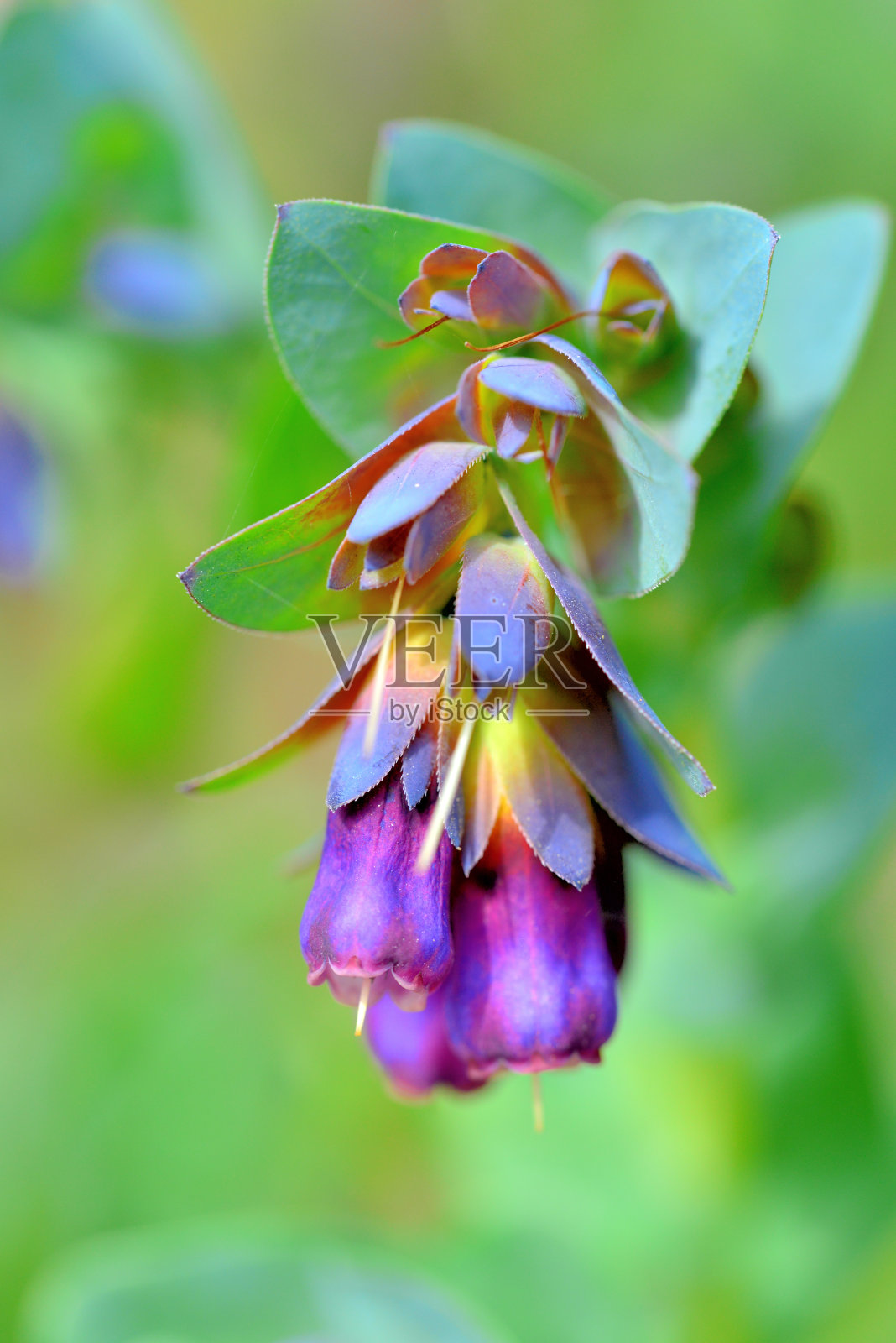 cerin major / honeyword花照片摄影图片