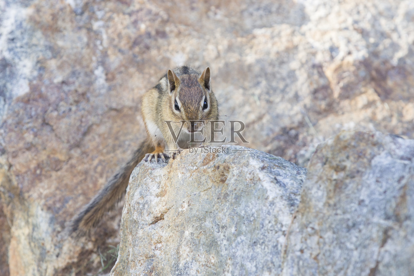 东花栗鼠照片摄影图片