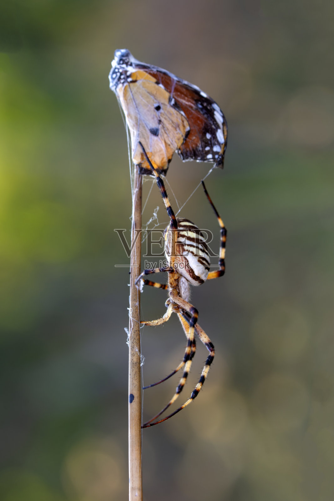 美丽的蜘蛛在蜘蛛网上享用蝴蝶。照片摄影图片