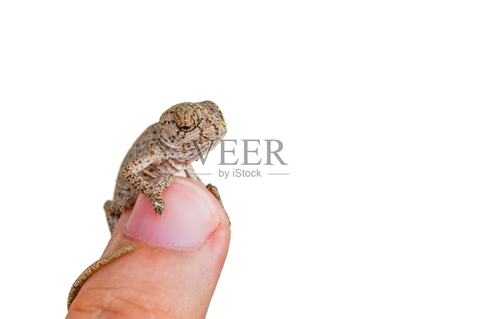 在夏日的花园中，绿色的小变色龙在你的指尖照片摄影图片