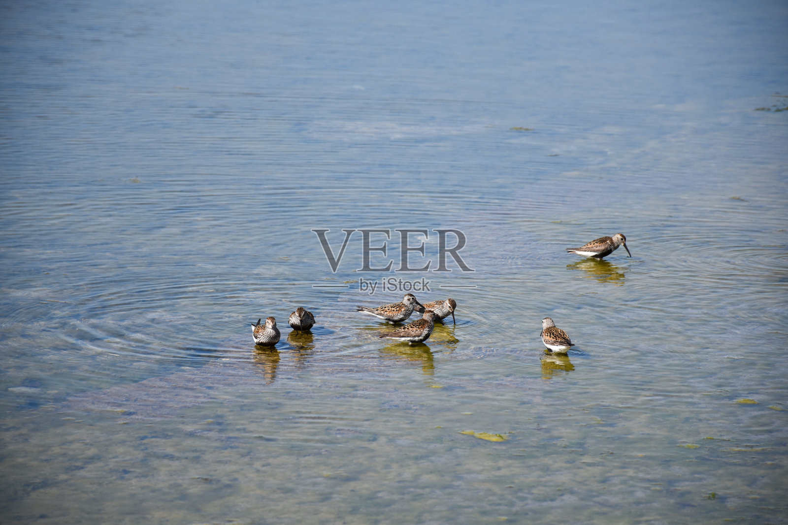 海边的邓林斯照片摄影图片