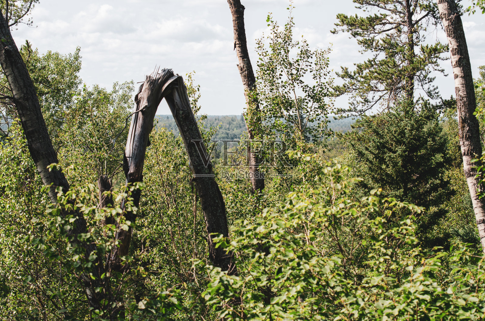 加拿大马尼托巴省鸭子山省级公园的秃顶山徒步旅行路线照片摄影图片