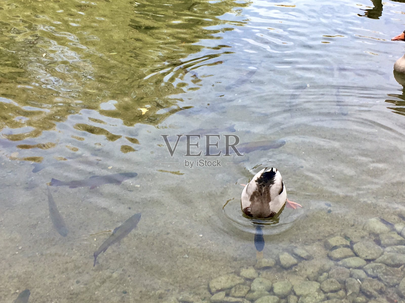 英国花园是位于巴伐利亚州慕尼黑市中心的一个大型公共公园，从市中心一直延伸到东北部城市边界。照片摄影图片