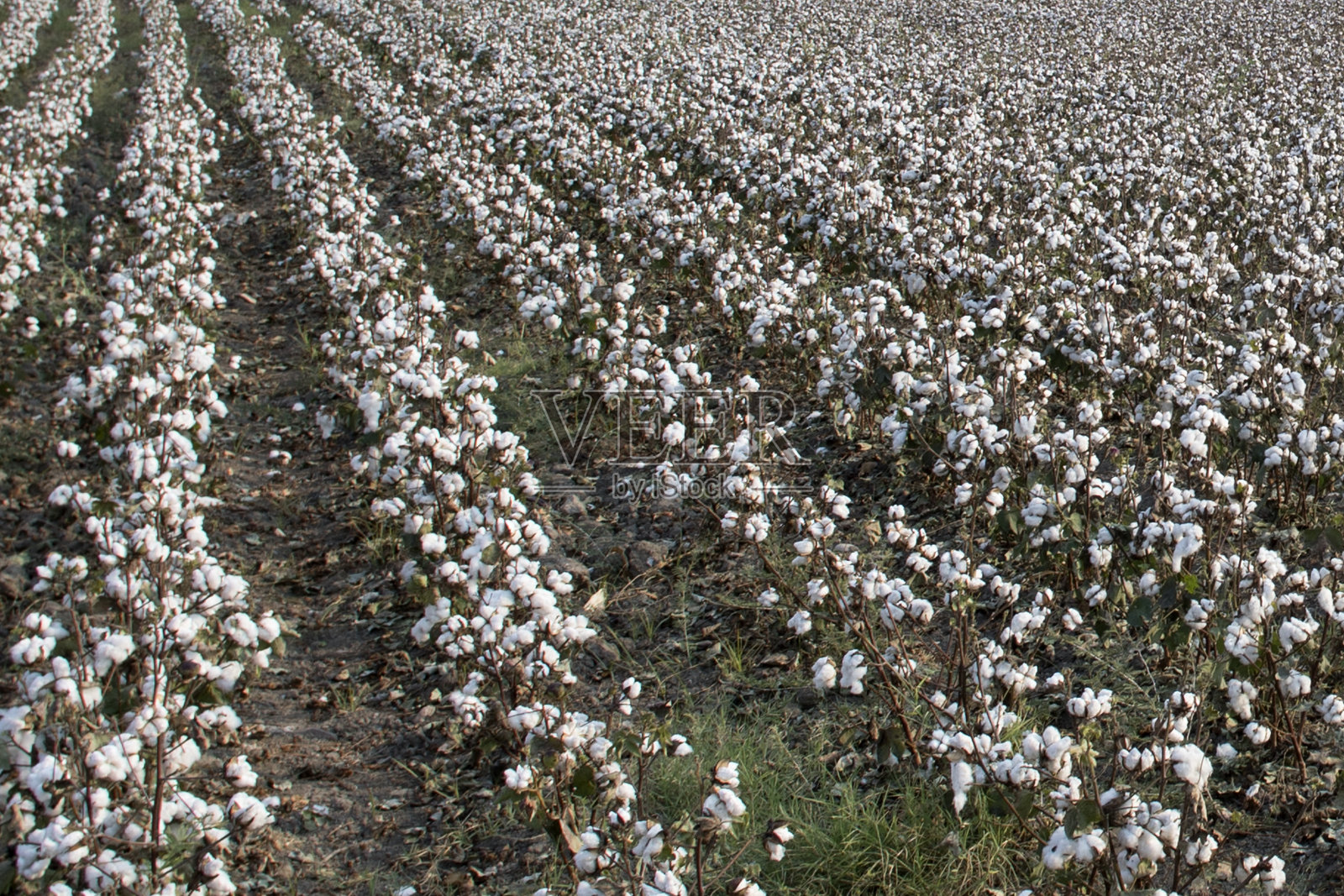 棉花在棉田开花照片摄影图片