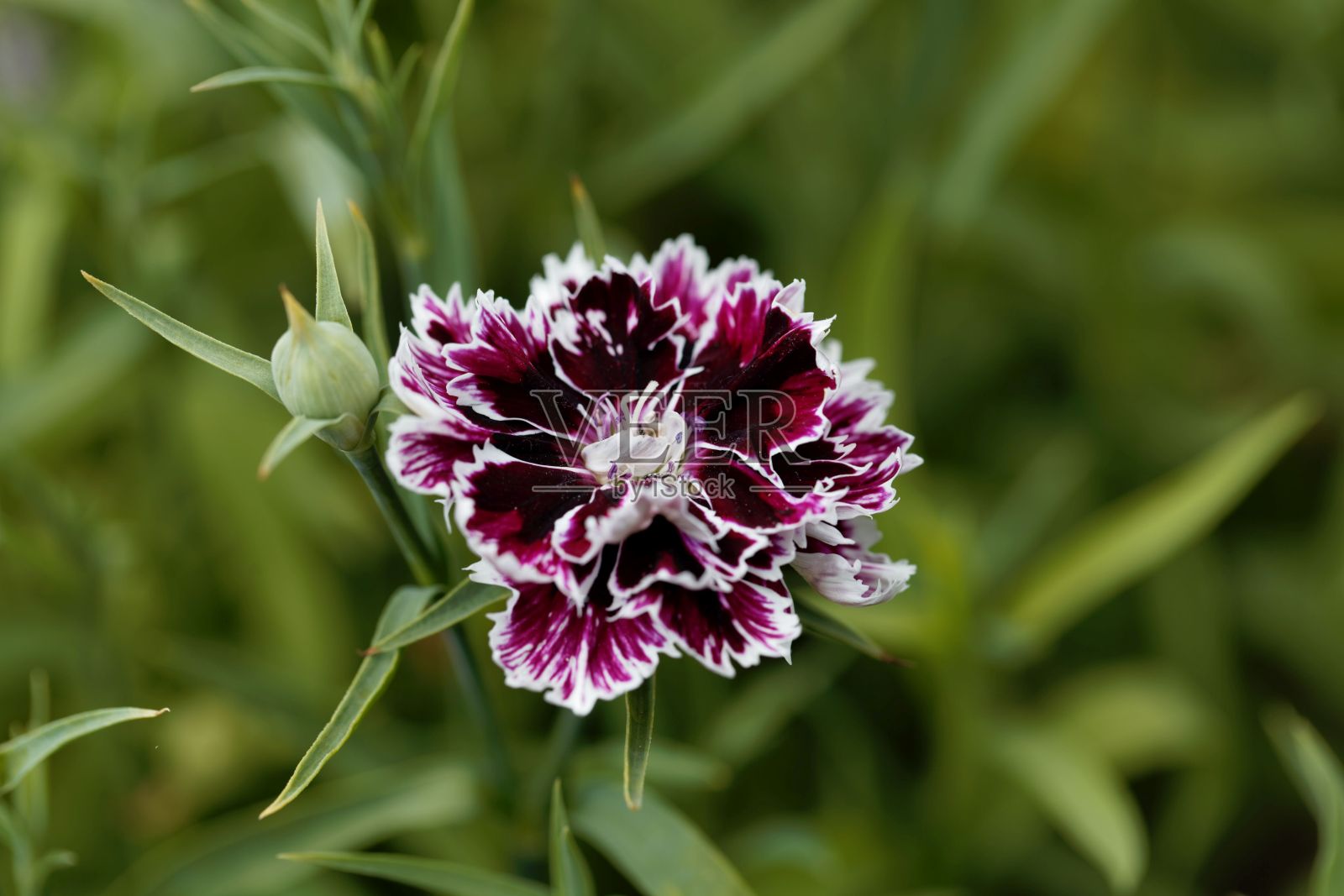 一种中国粉红色的花，石竹照片摄影图片