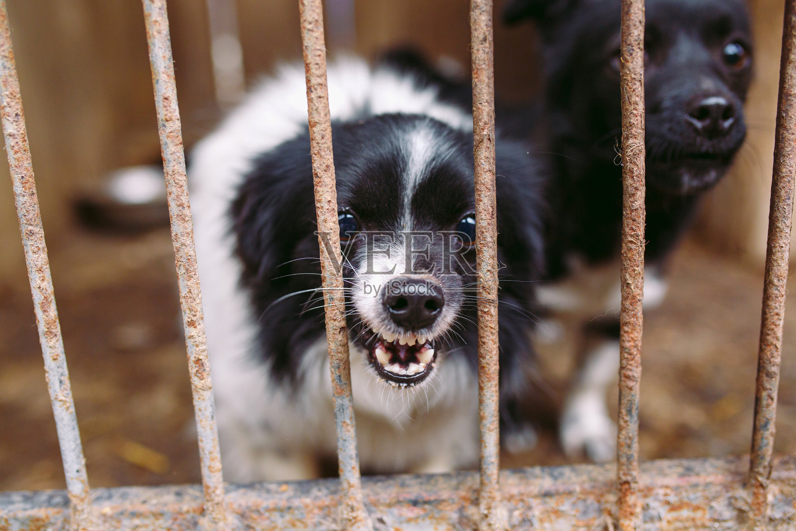 流浪狗收容所。笼子里的流浪狗。照片摄影图片