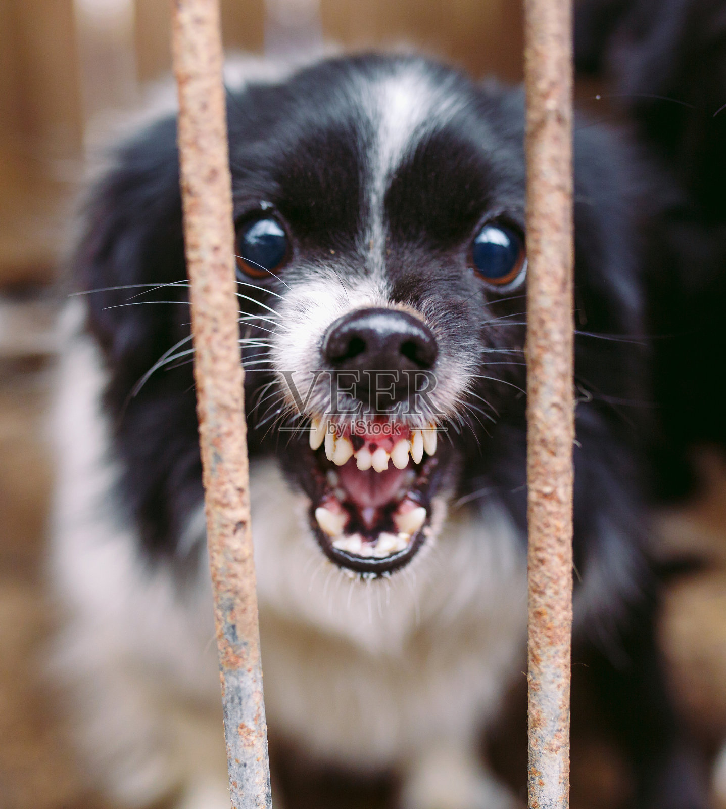 流浪狗收容所。笼子里的流浪狗。照片摄影图片