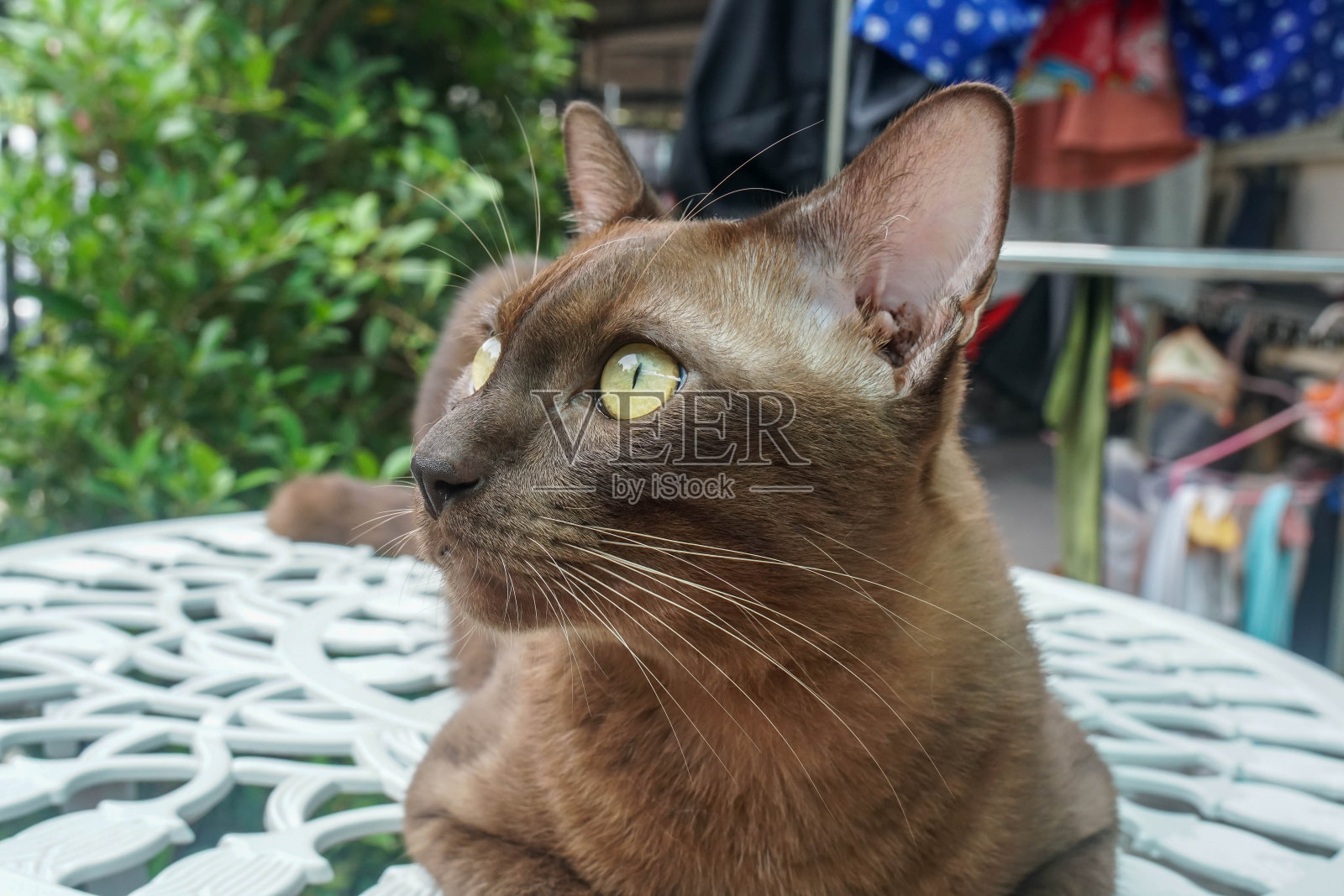 近距离泰国棕色的猫躺在桌子上照片摄影图片