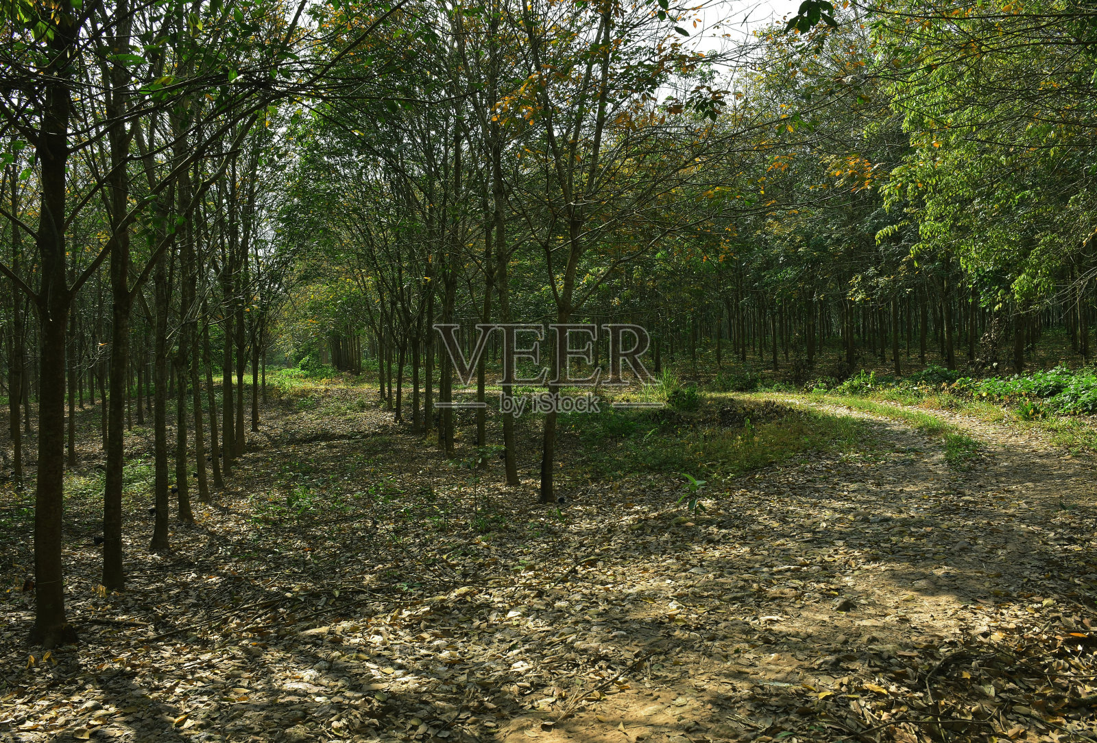 秋天的橡胶林照片摄影图片