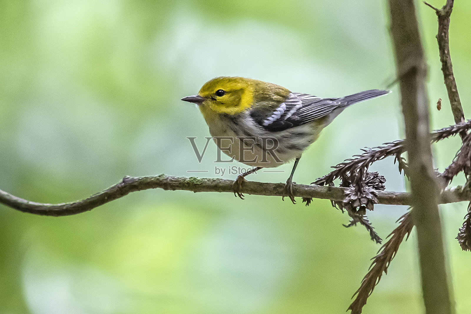 一冬黑喉绿莺(Setophaga virens)照片摄影图片