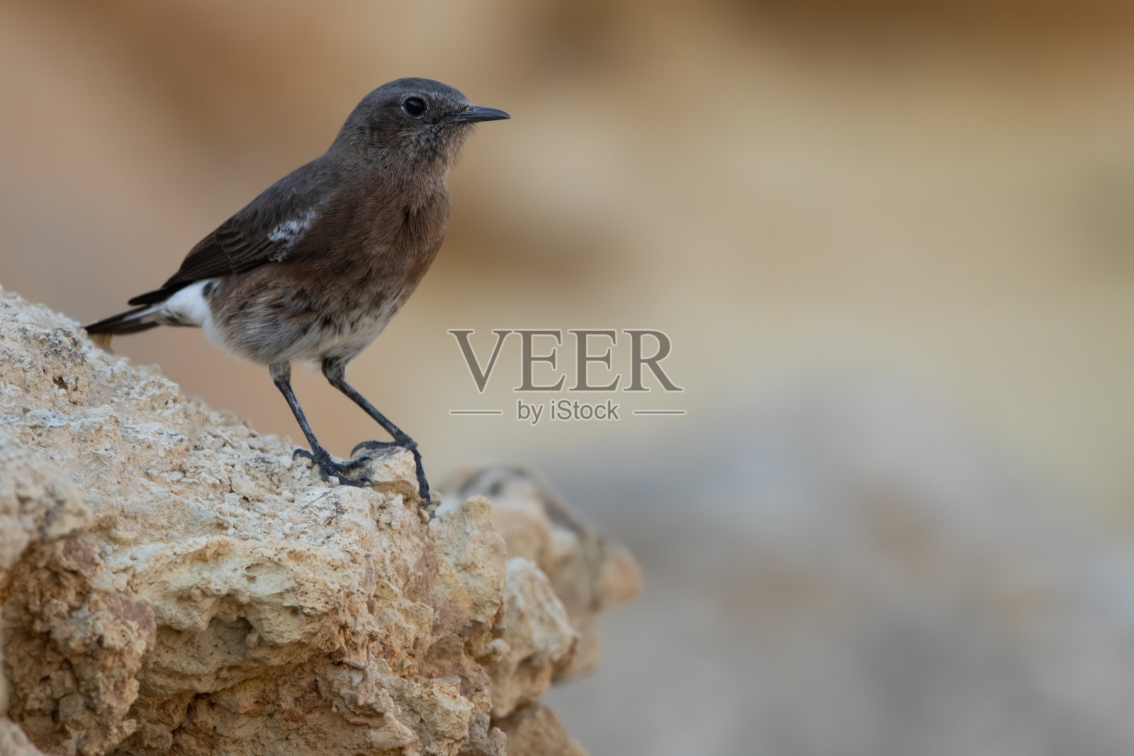 安哥拉麦穗山的鸟类照片摄影图片