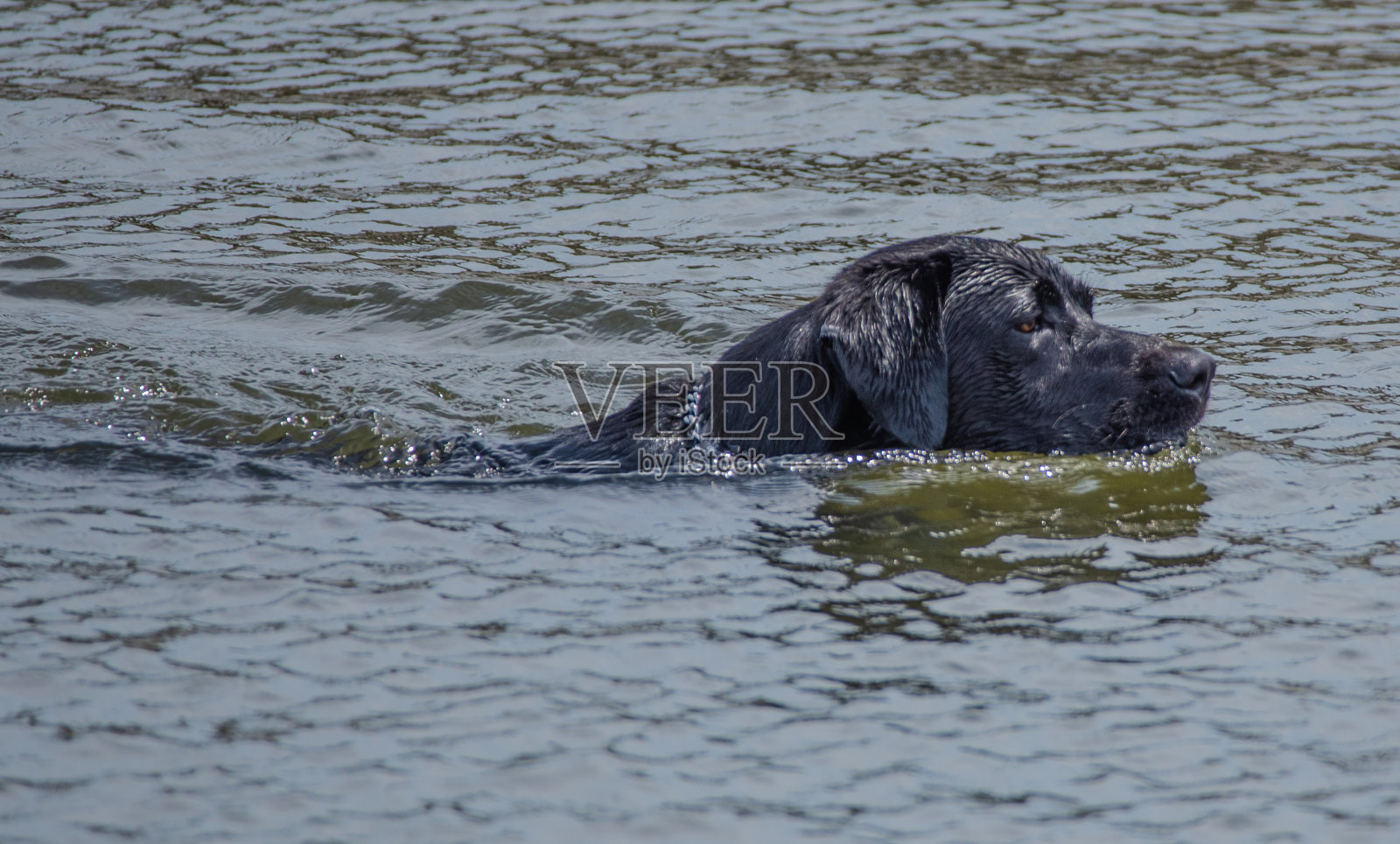 黑色拉布拉多照片摄影图片