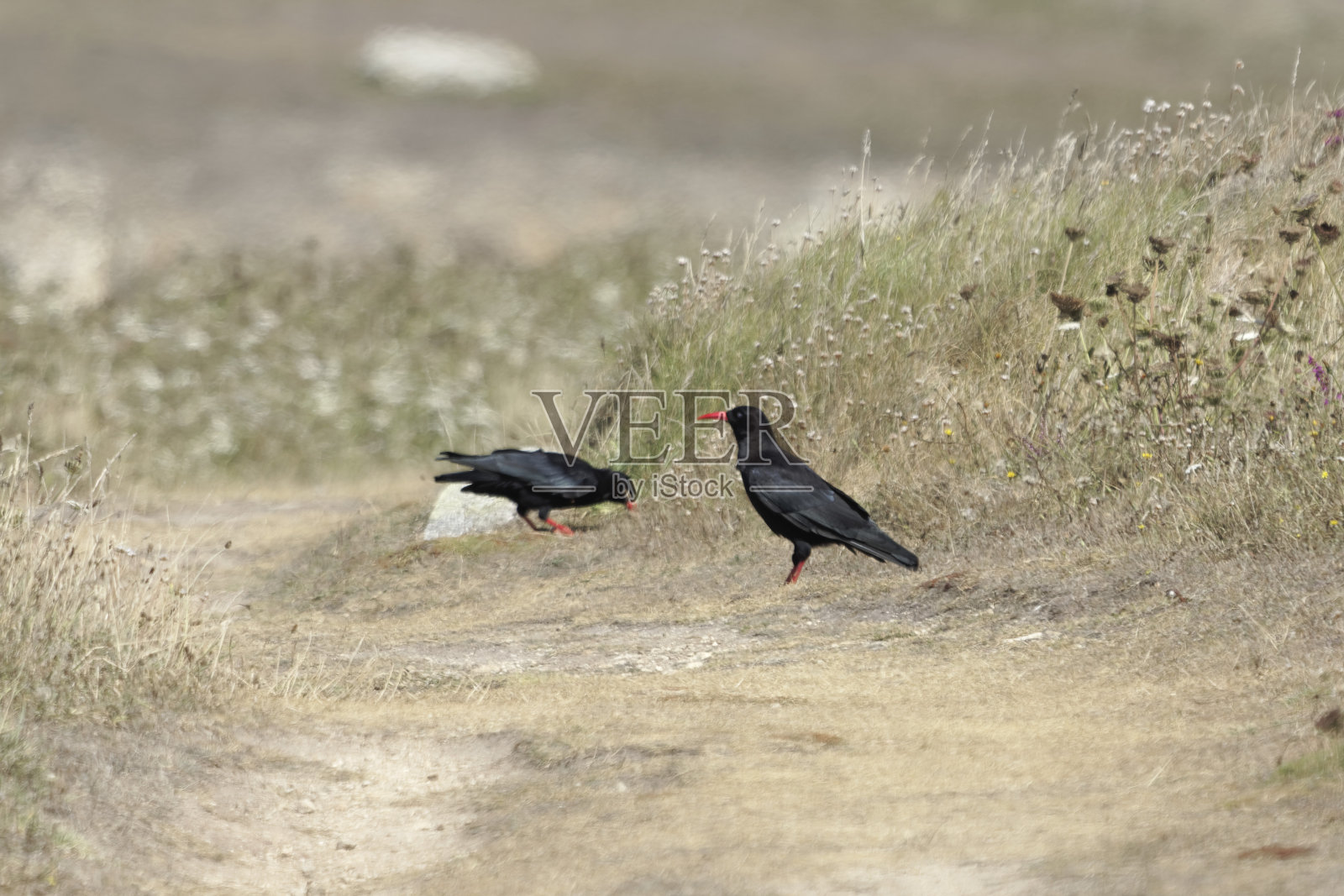 一对红嘴鹬，在法国乌桑岛的路上照片摄影图片
