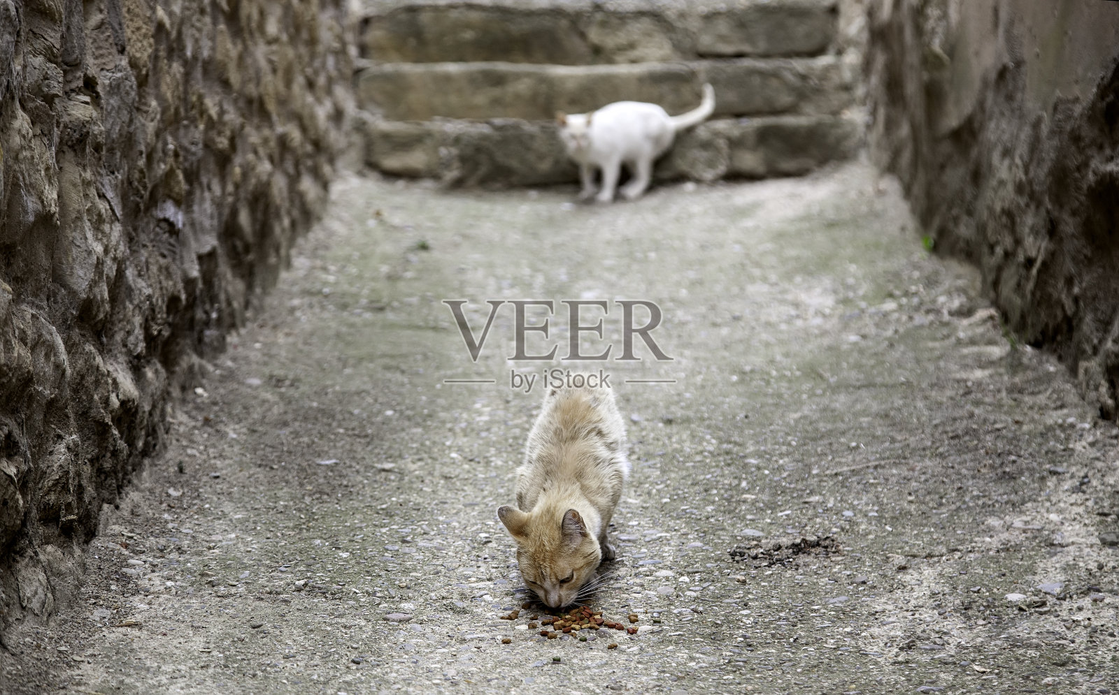 流浪猫在街上吃东西照片摄影图片