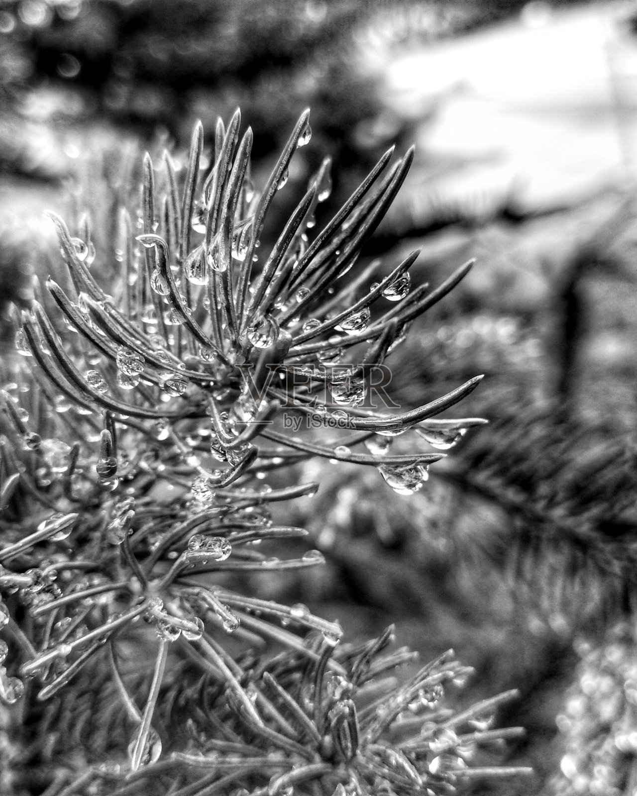 雨点中的松针。照片摄影图片