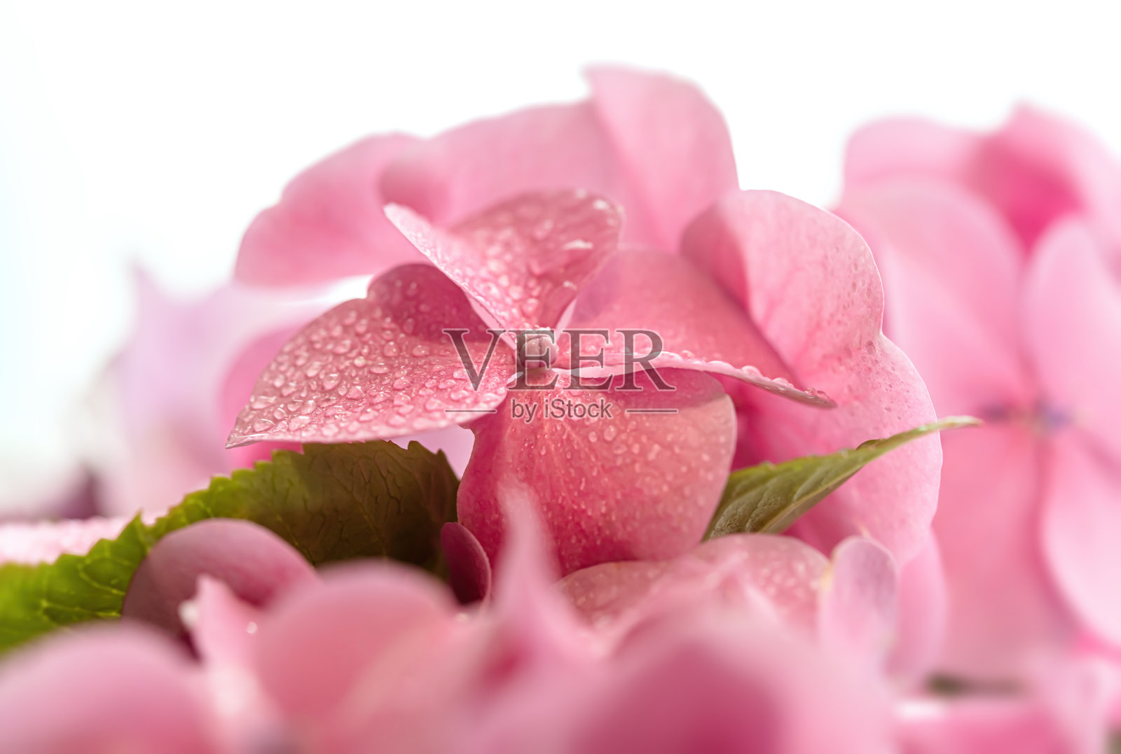 绣球花。绣球花属植物花的背景照片摄影图片