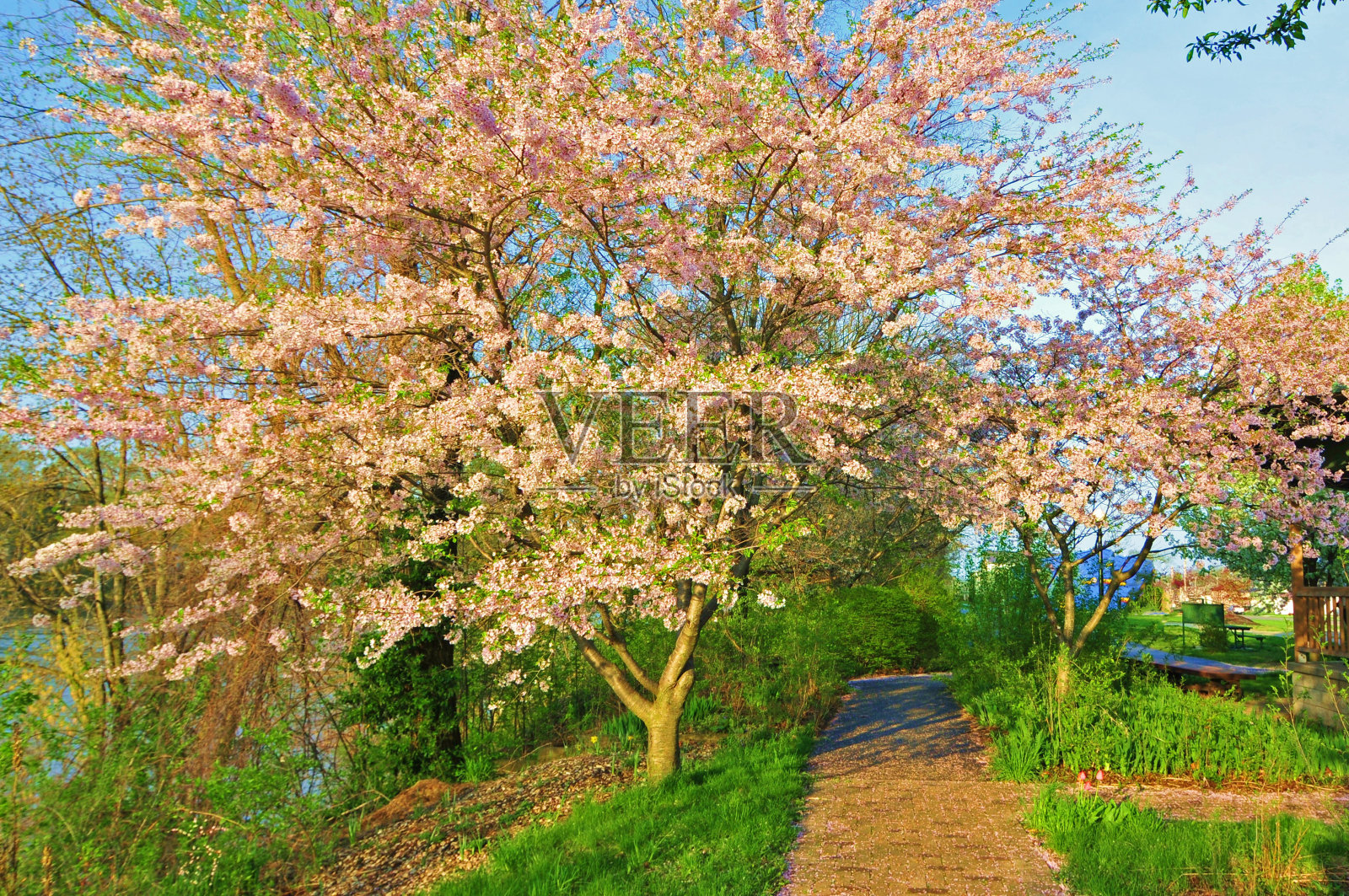 春花满天的步道——印第安纳州的迈阿密县照片摄影图片