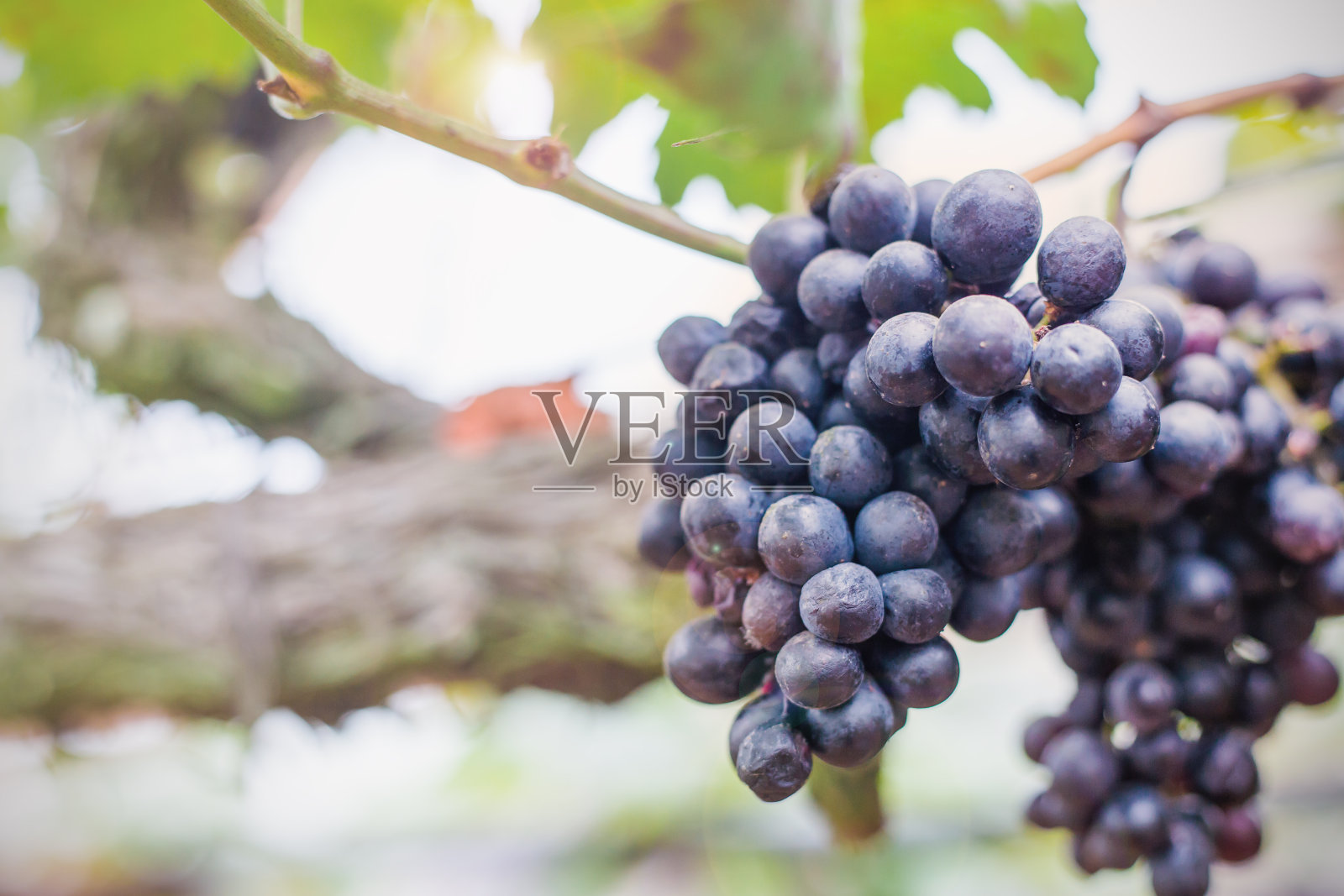 葡萄园在秋日日落收获。秋天成熟的红葡萄。特写镜头葡萄葡萄照片摄影图片