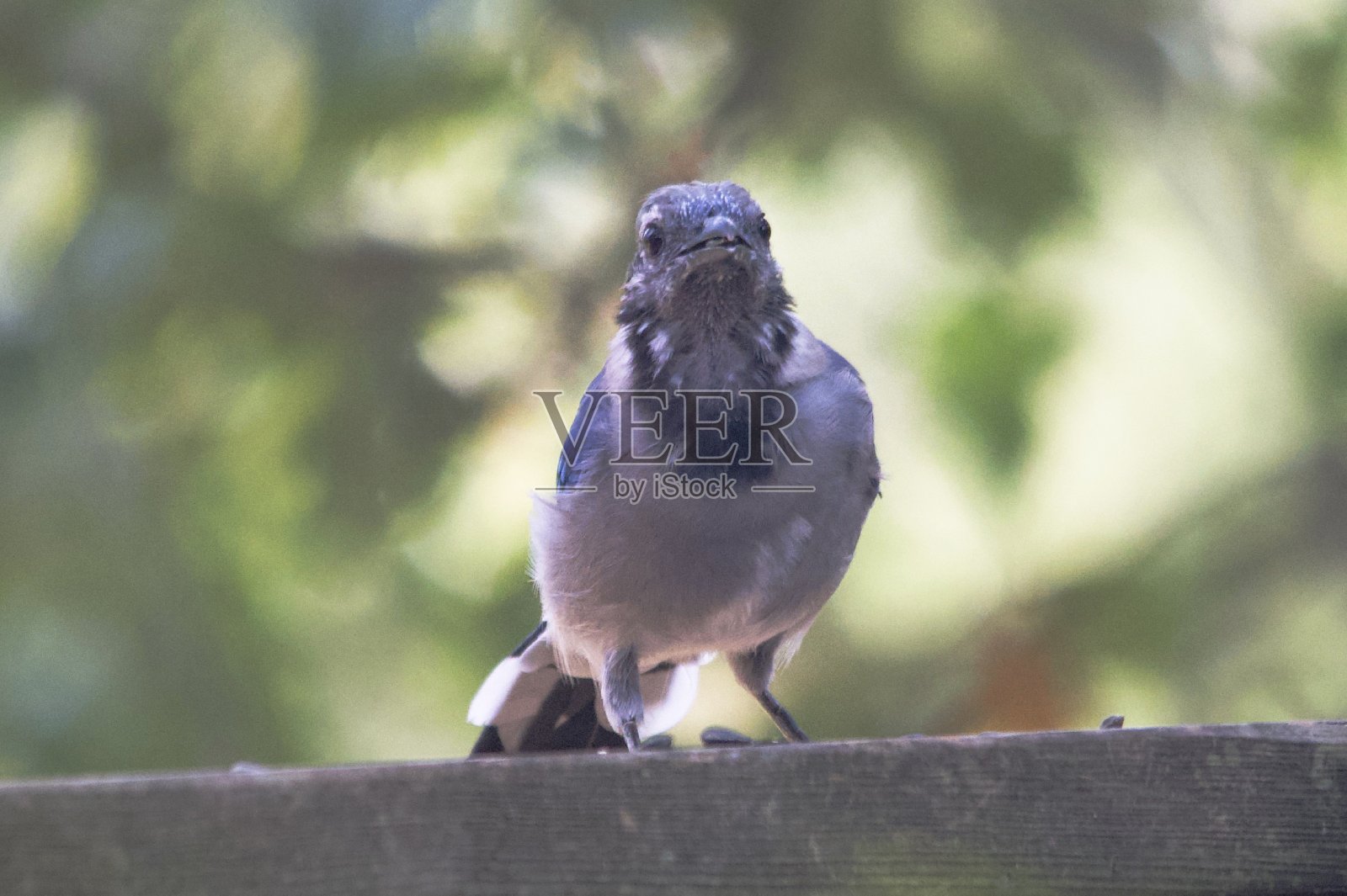 冠蓝鸦照片摄影图片