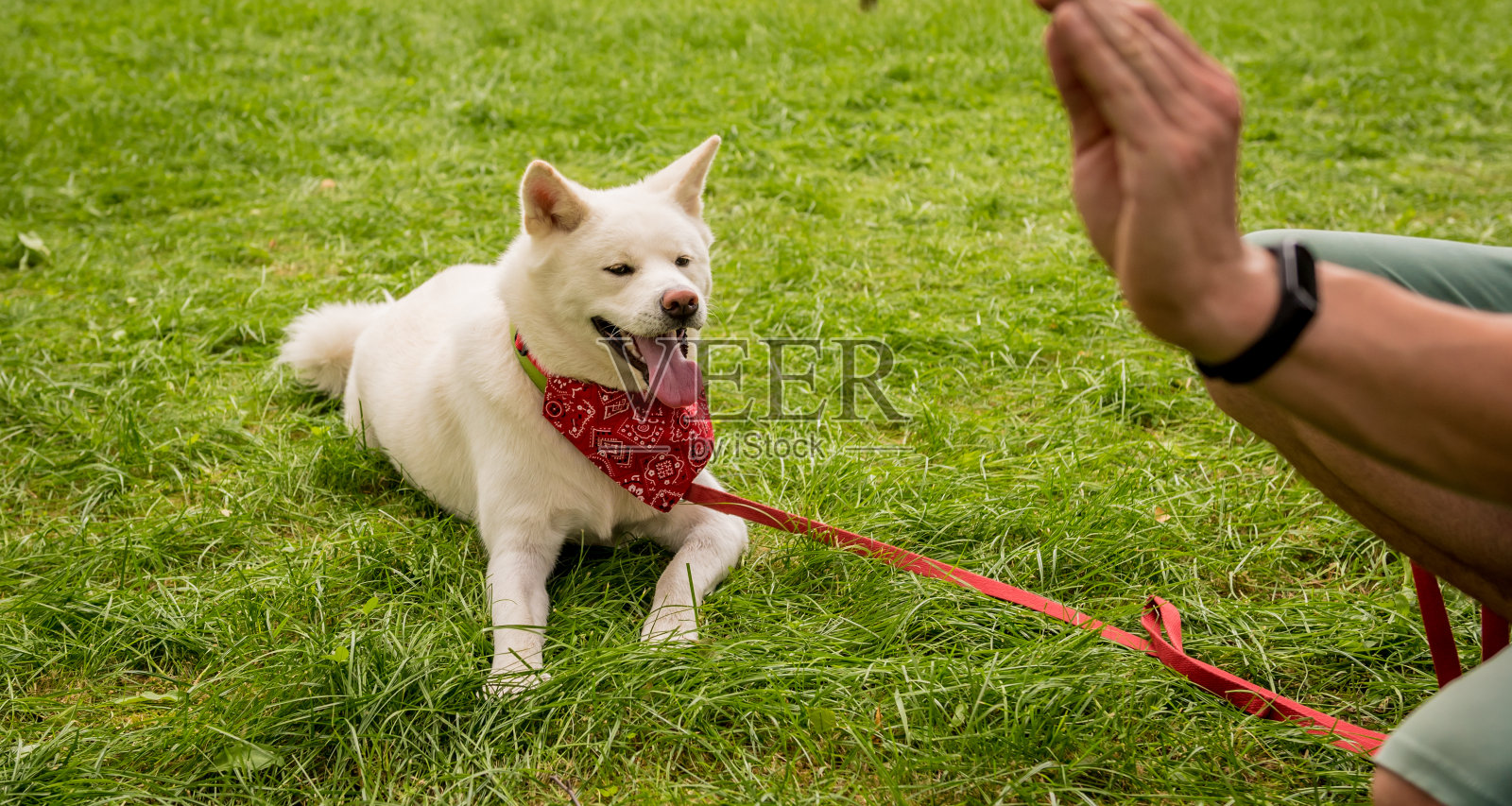 主人在公园训练白色秋田犬。照片摄影图片