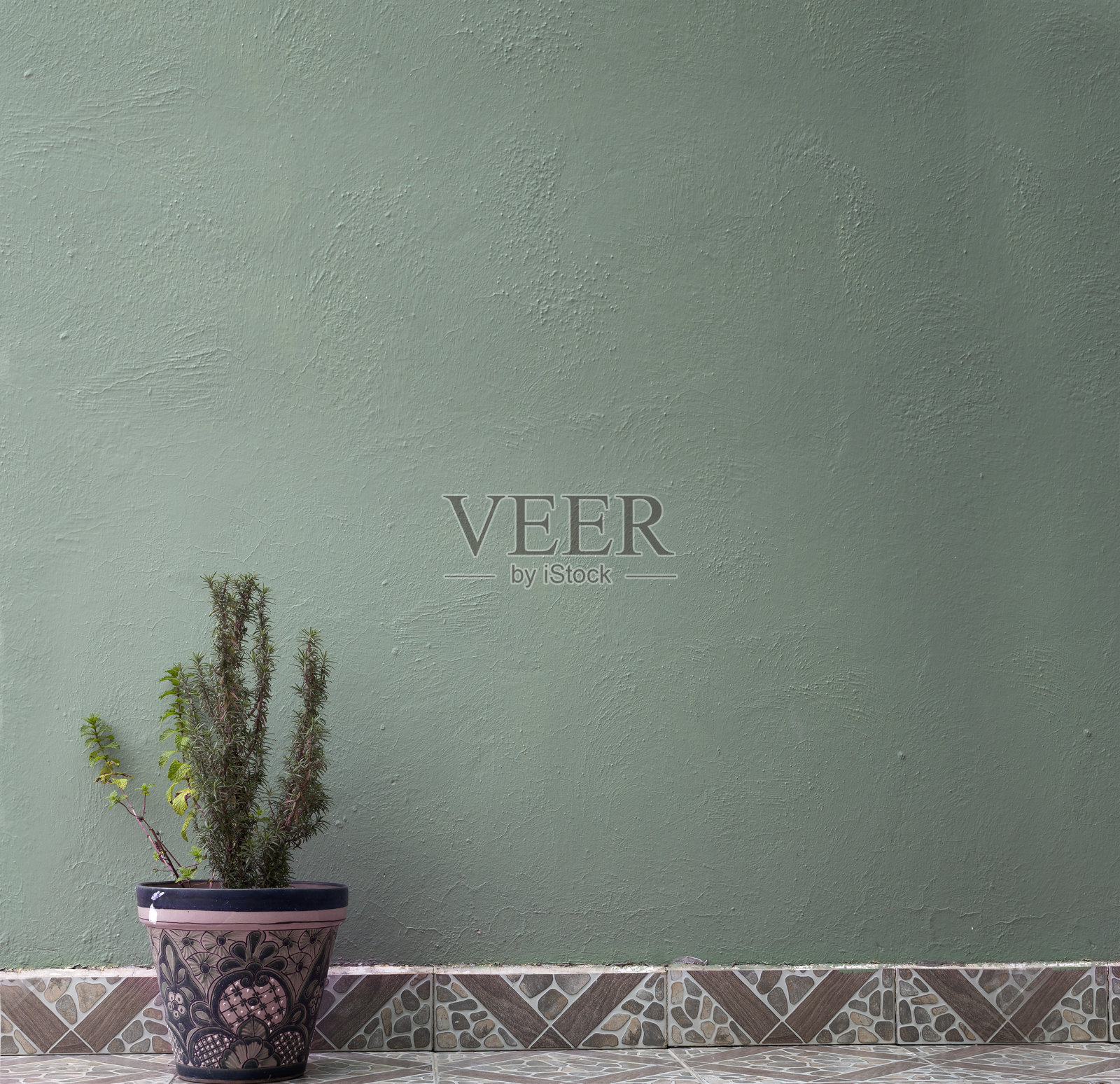 花盆与植物和绿色墙照片摄影图片