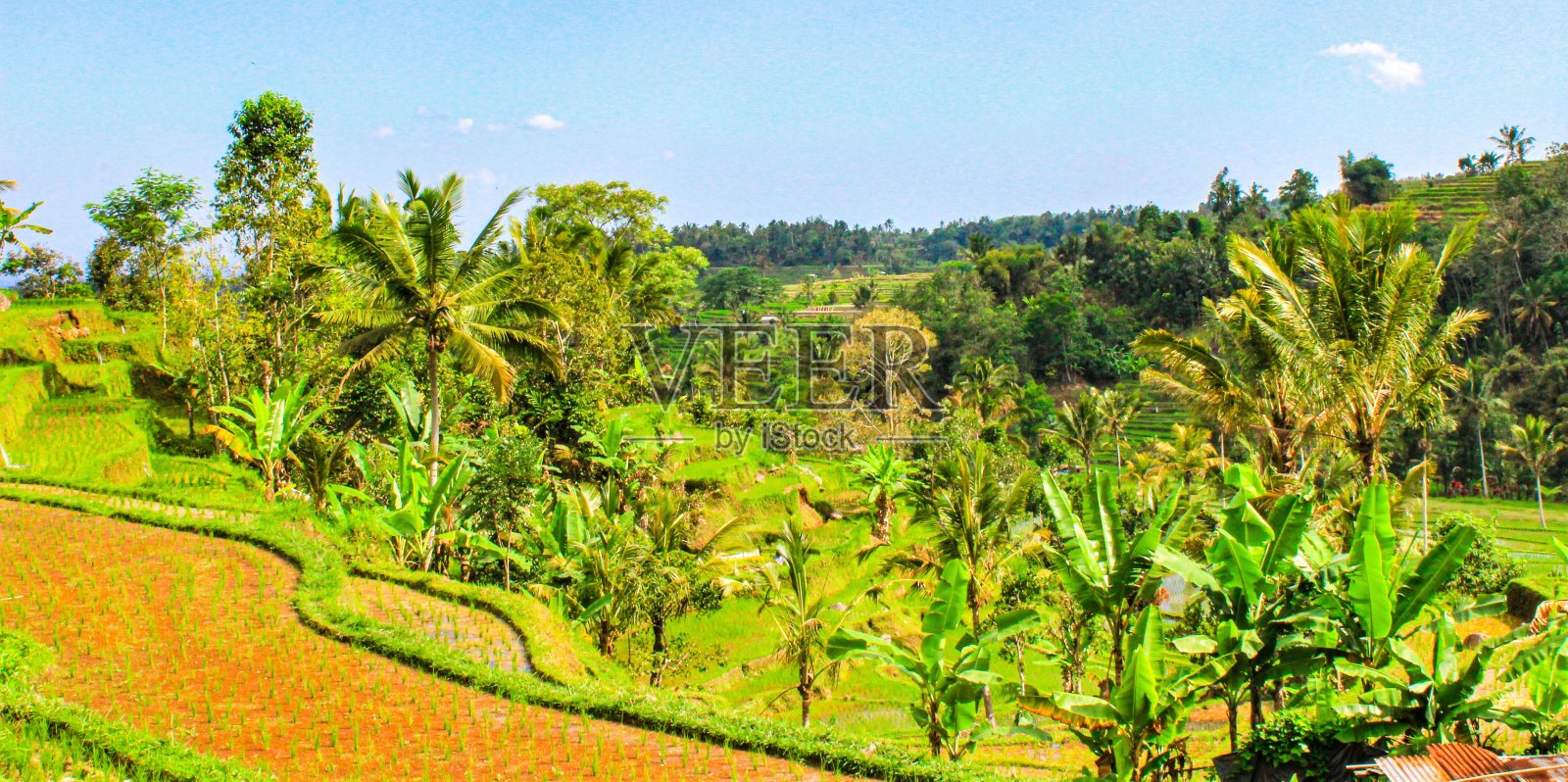 印度尼西亚巴厘岛的梯田照片摄影图片