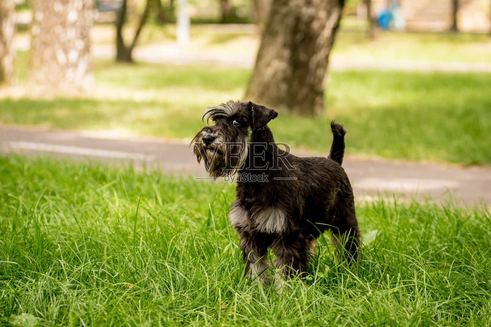 可爱的迷你雪纳瑞在公园的肖像。照片摄影图片