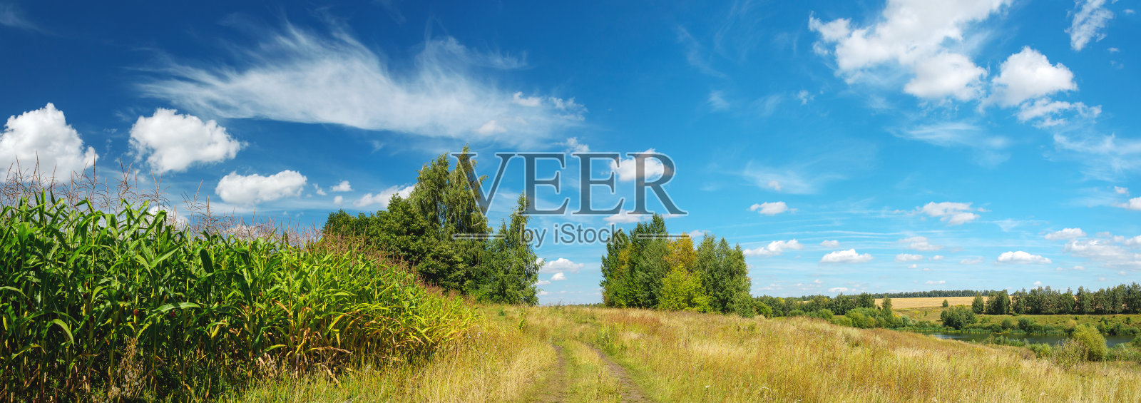 阳光明媚的夏季乡村景观与玉米地和乡村道路照片摄影图片